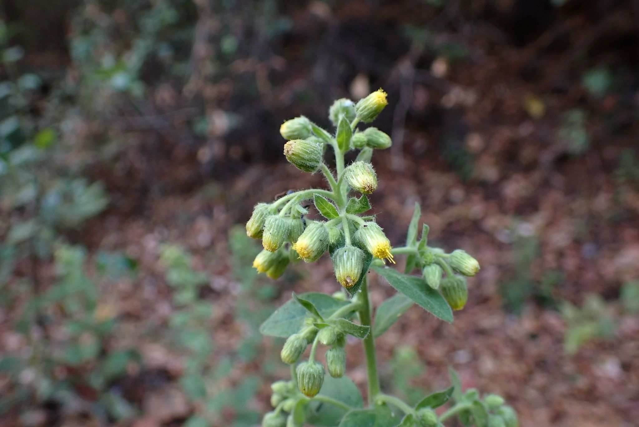 Blumea lacera