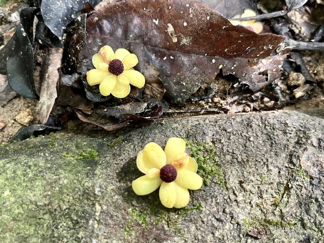Blumea sp.