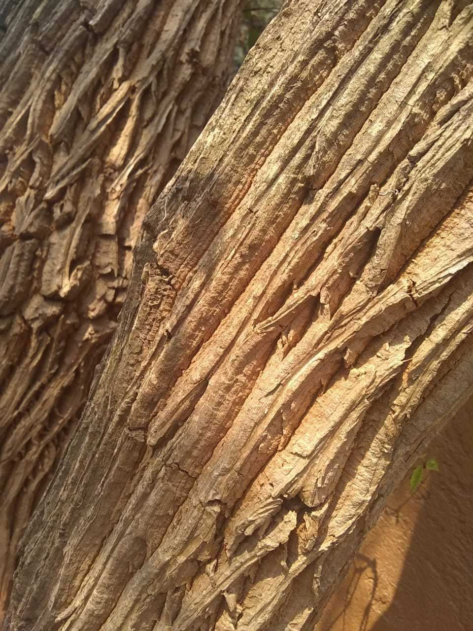 Bocconia arborea