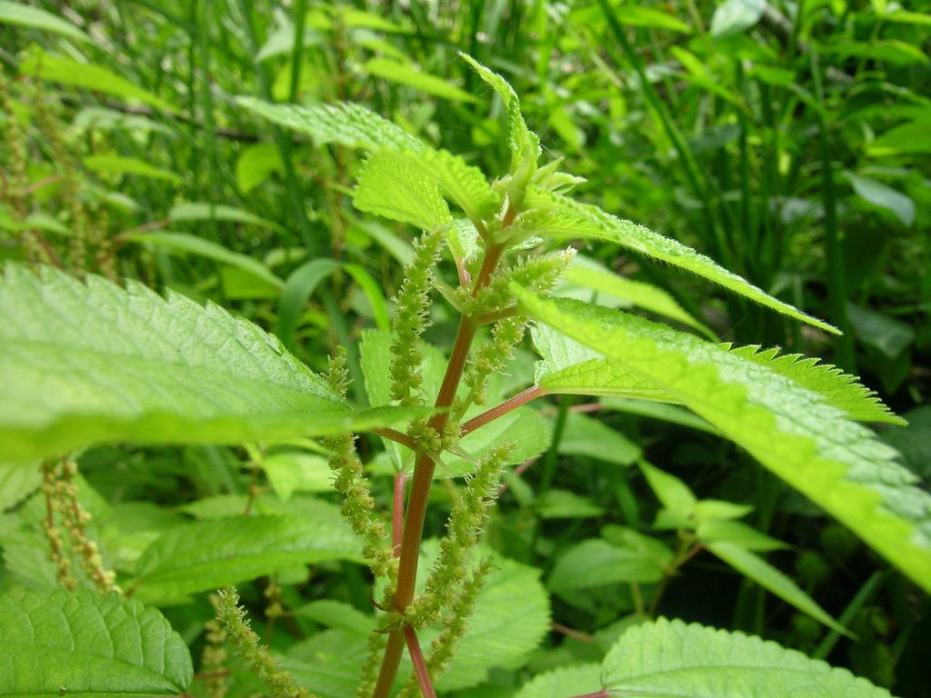 Boehmeria cylindrica