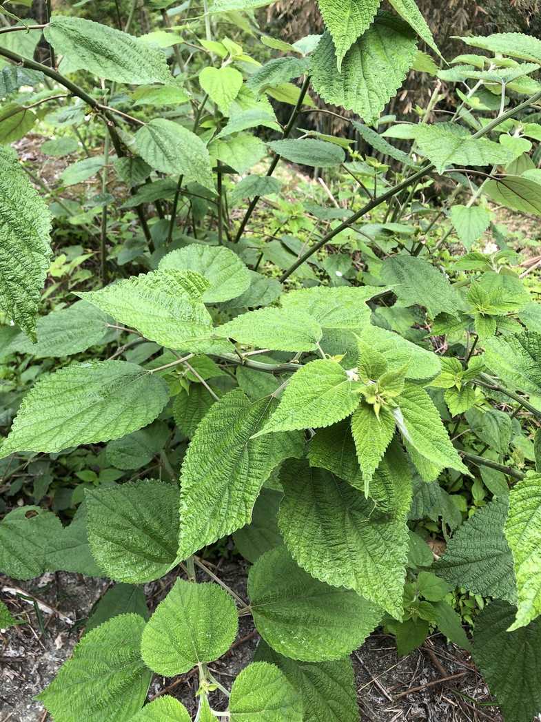 Boehmeria nivea