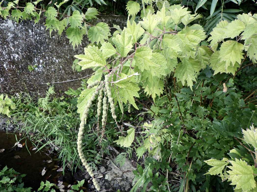 Boehmeria platanifolia