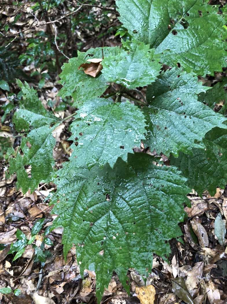 Boehmeria tricuspis
