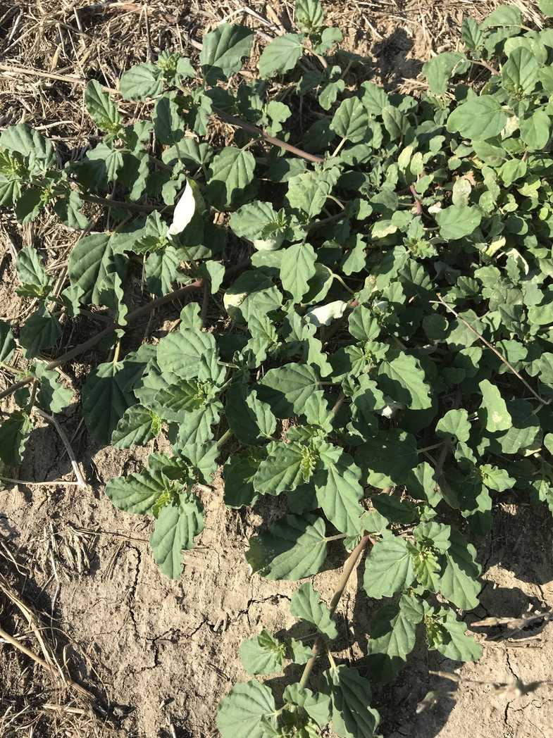 Boerhavia diffusa