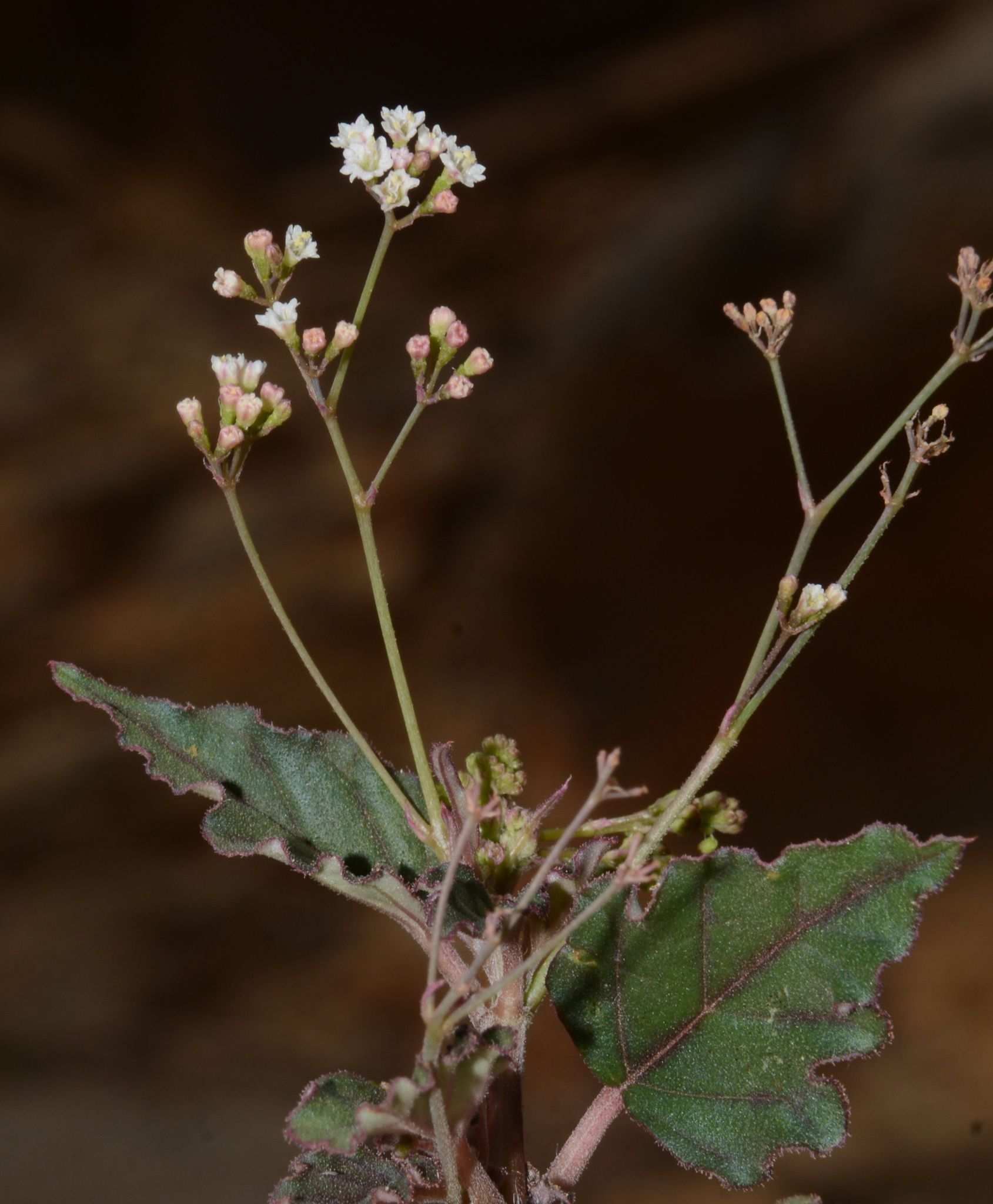 Boerhavia erecta