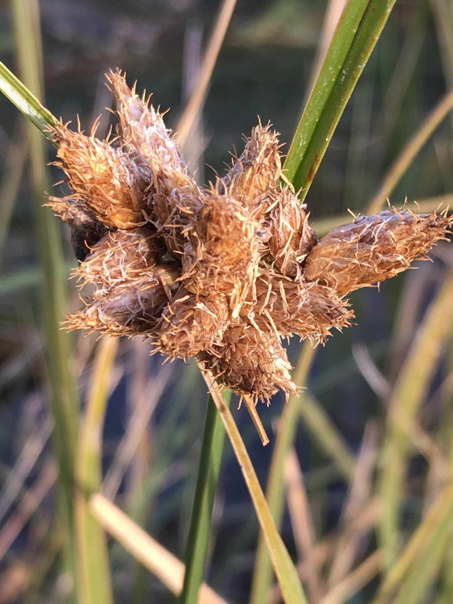 Bolboschoenus maritimus