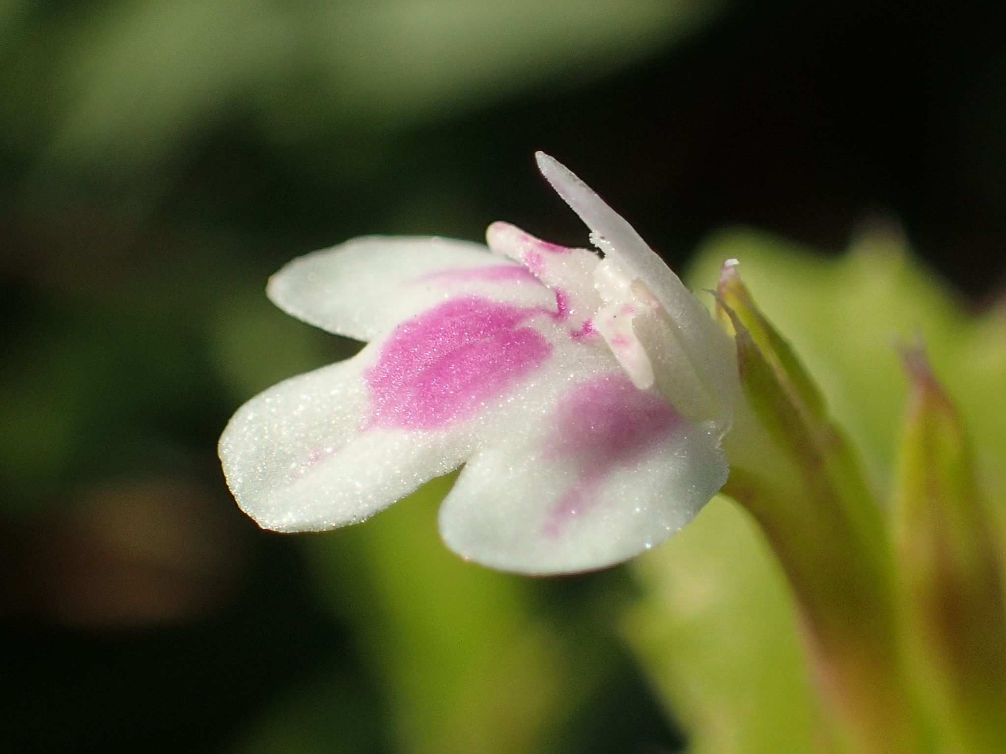 Bonnaya ciliata