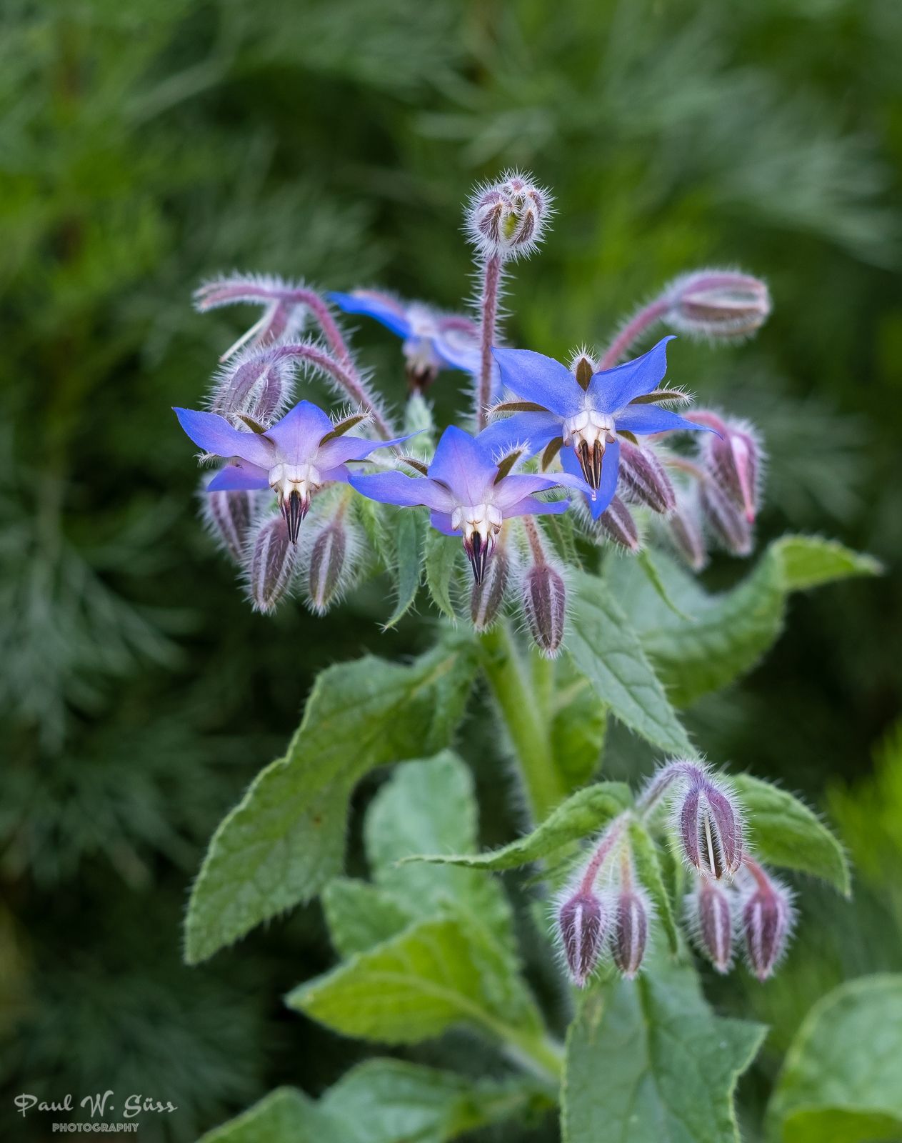 Borago officinalis
