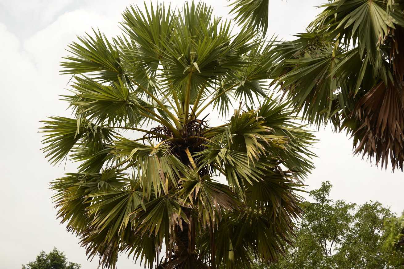 Borassus flabellifer