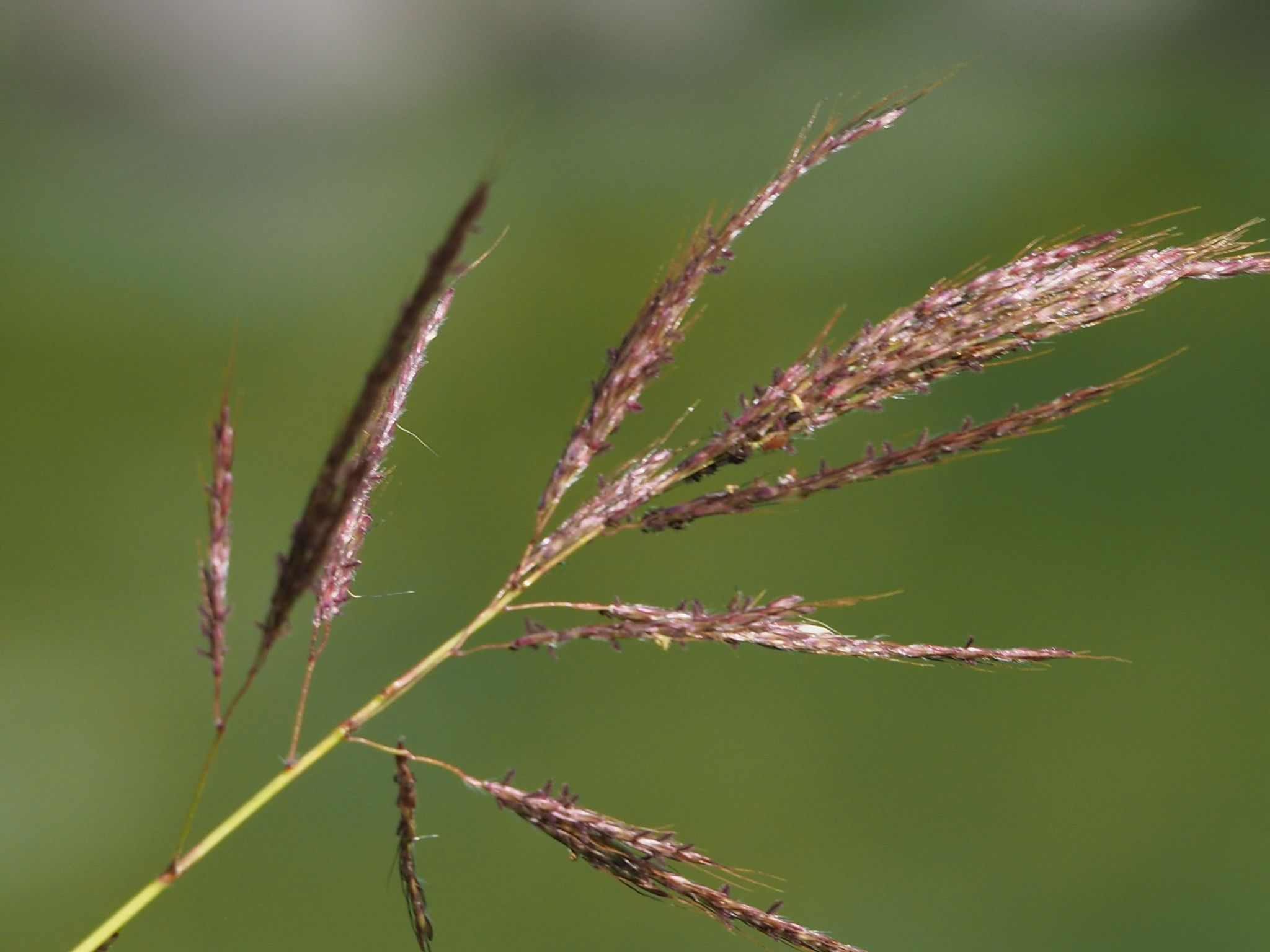 Bothriochloa bladhii