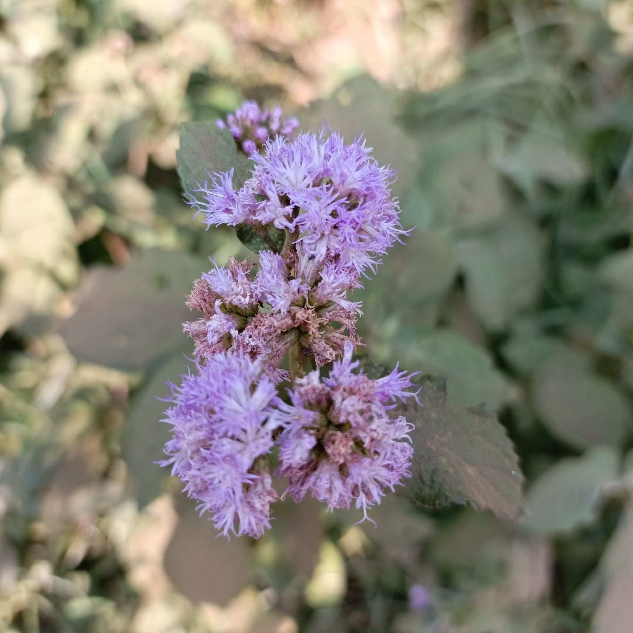 Bothriocline longipes