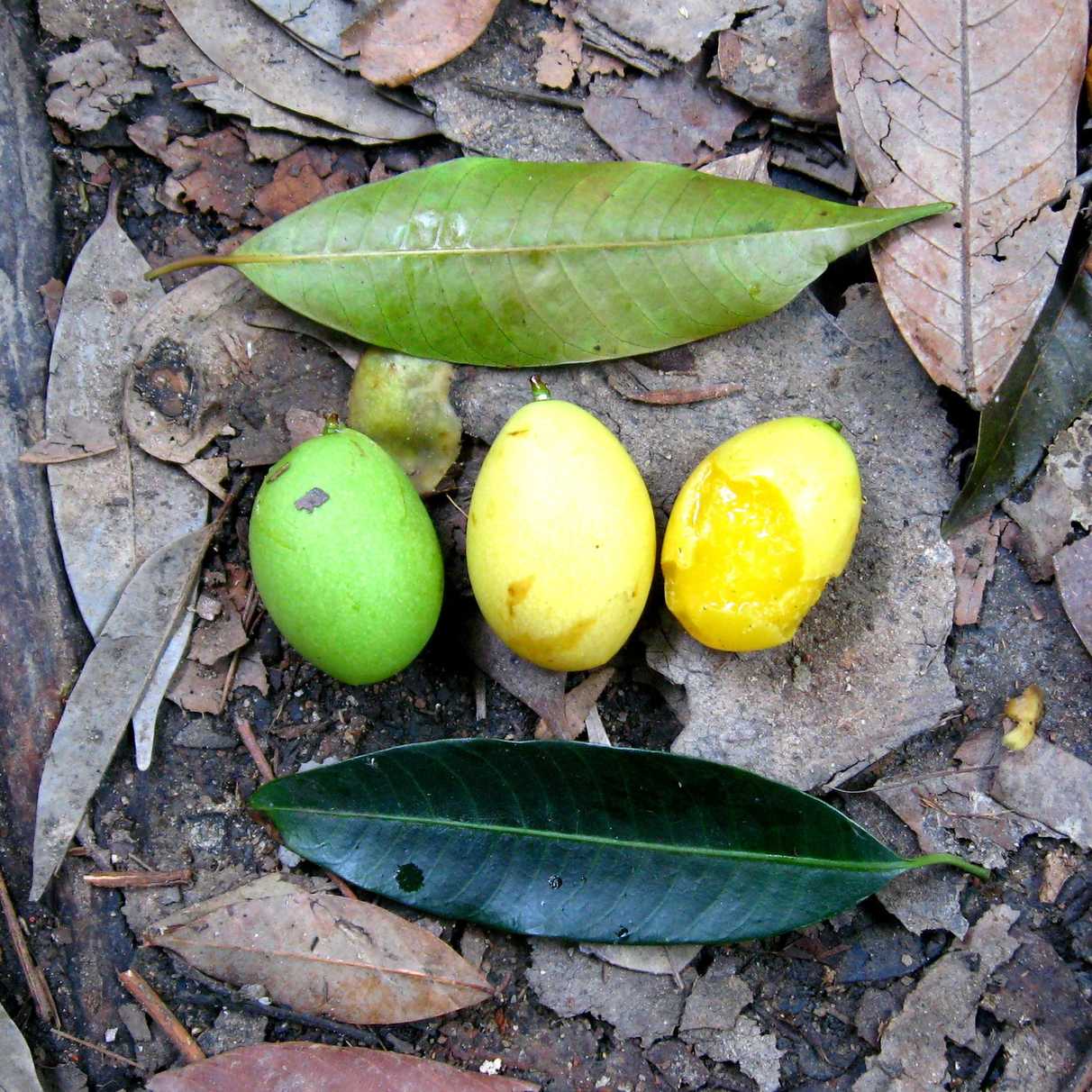 Bouea oppositifolia