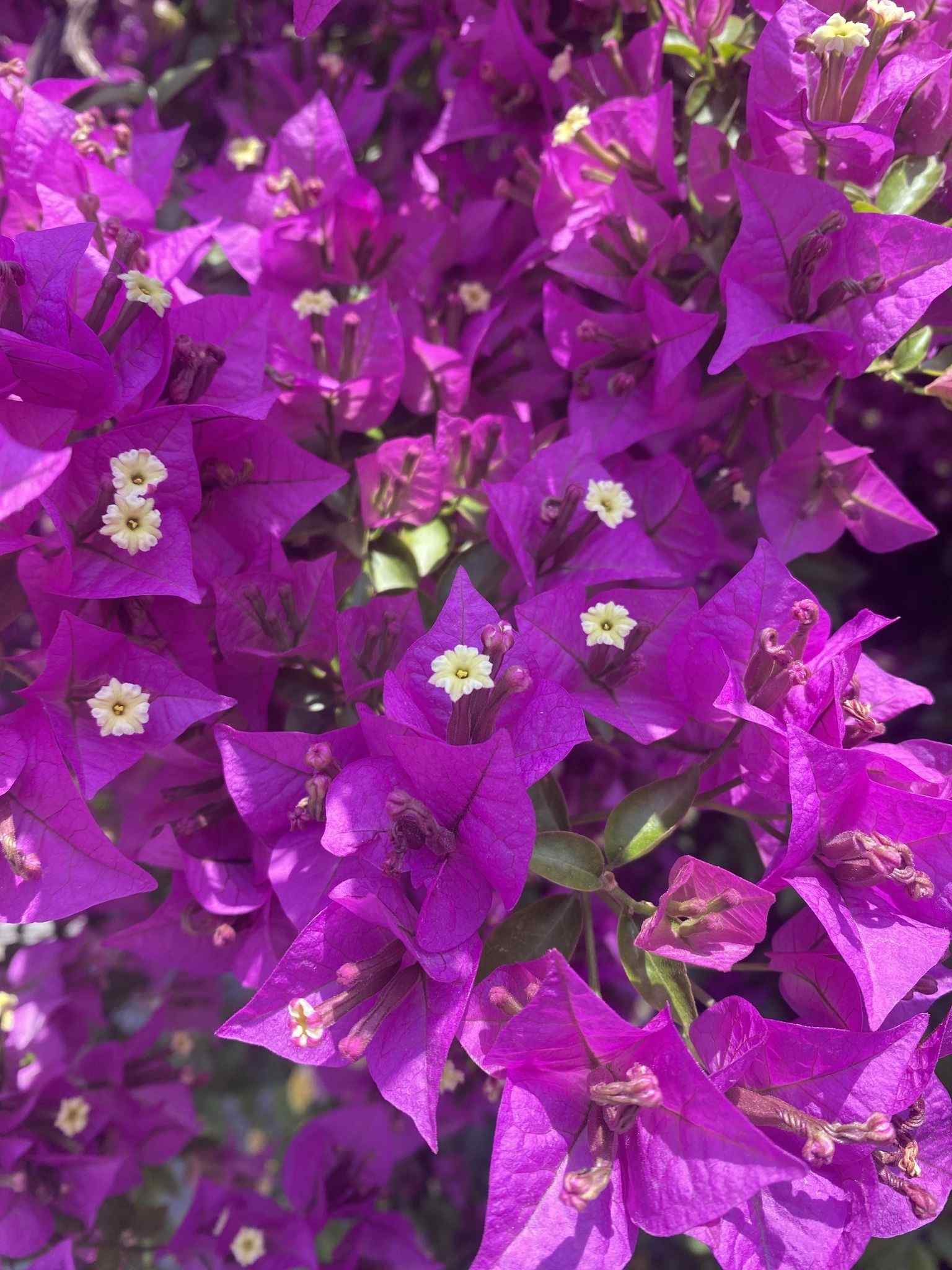 Bougainvillea