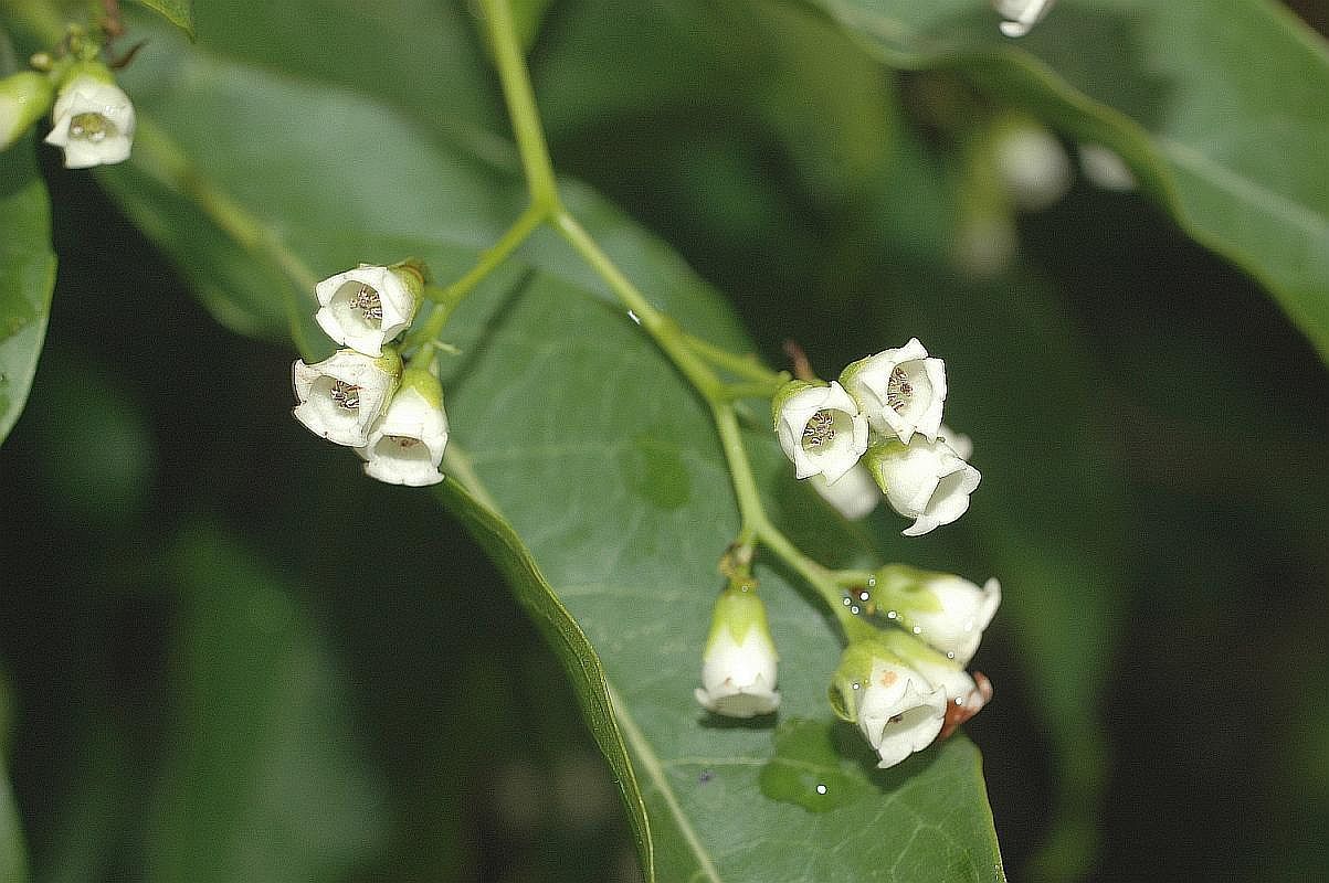 Bourreria petiolaris