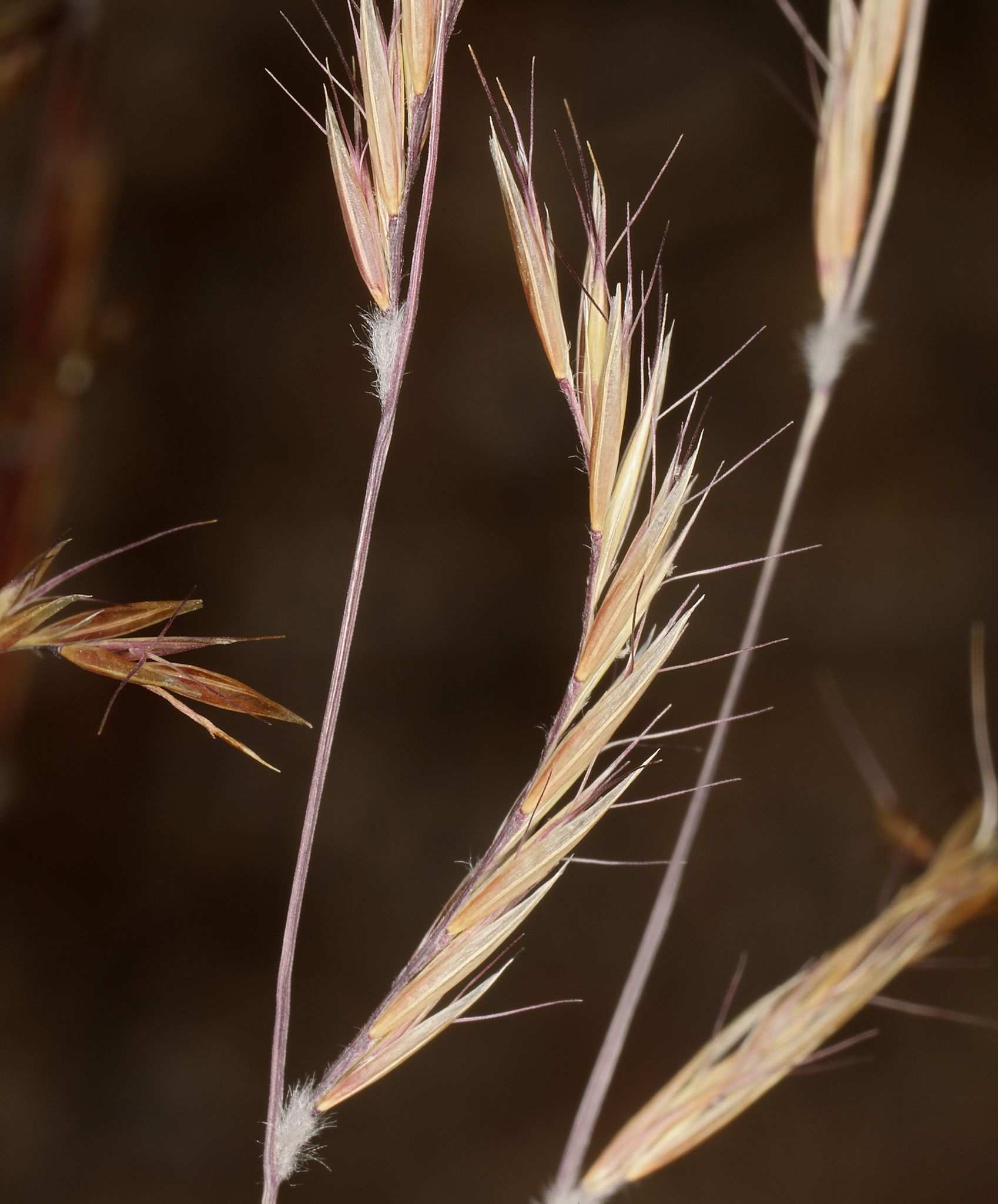 Bouteloua eriopoda