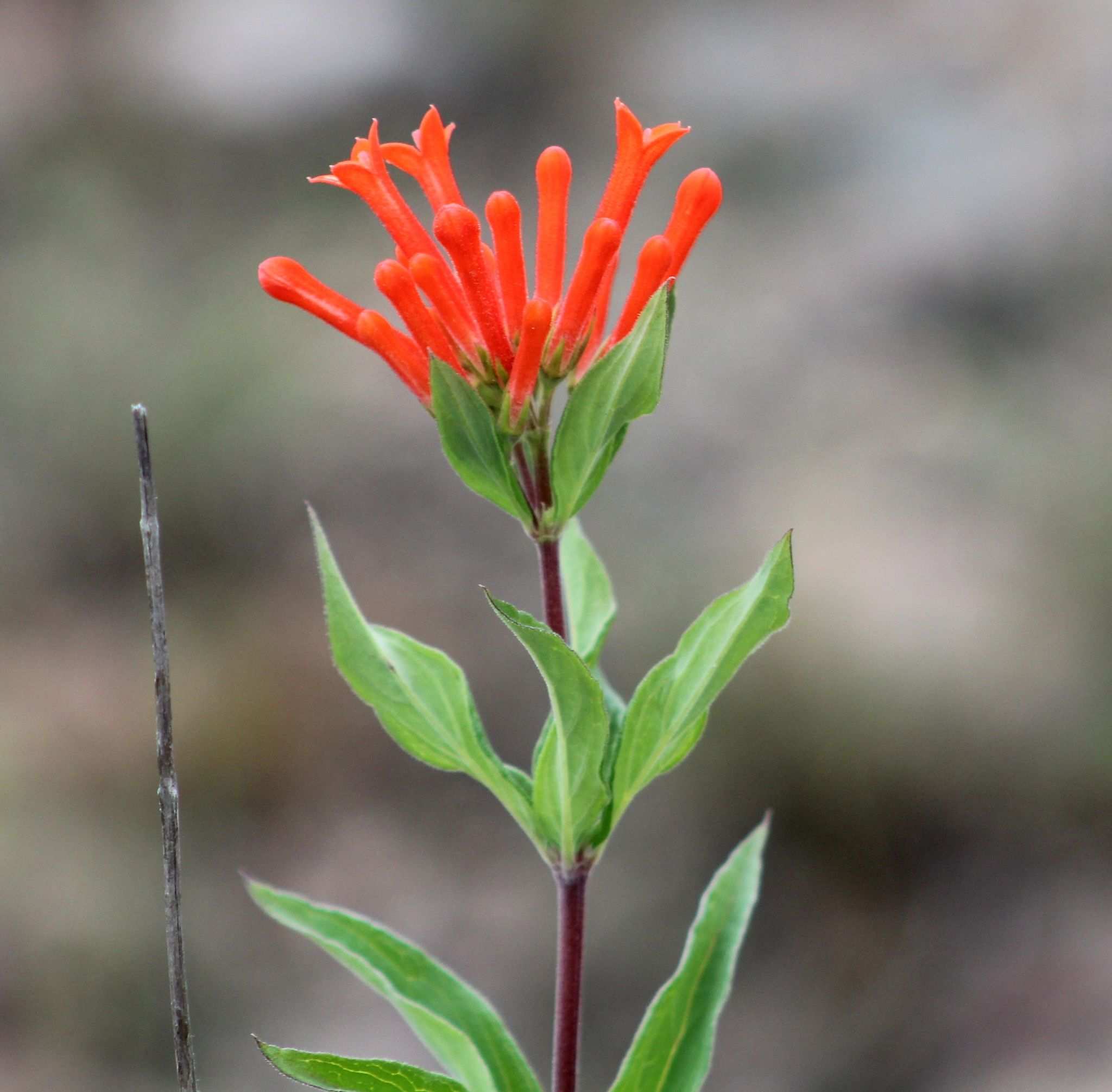 Bouvardia ternifolia
