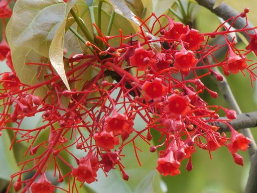 Brachychiton acerifolius