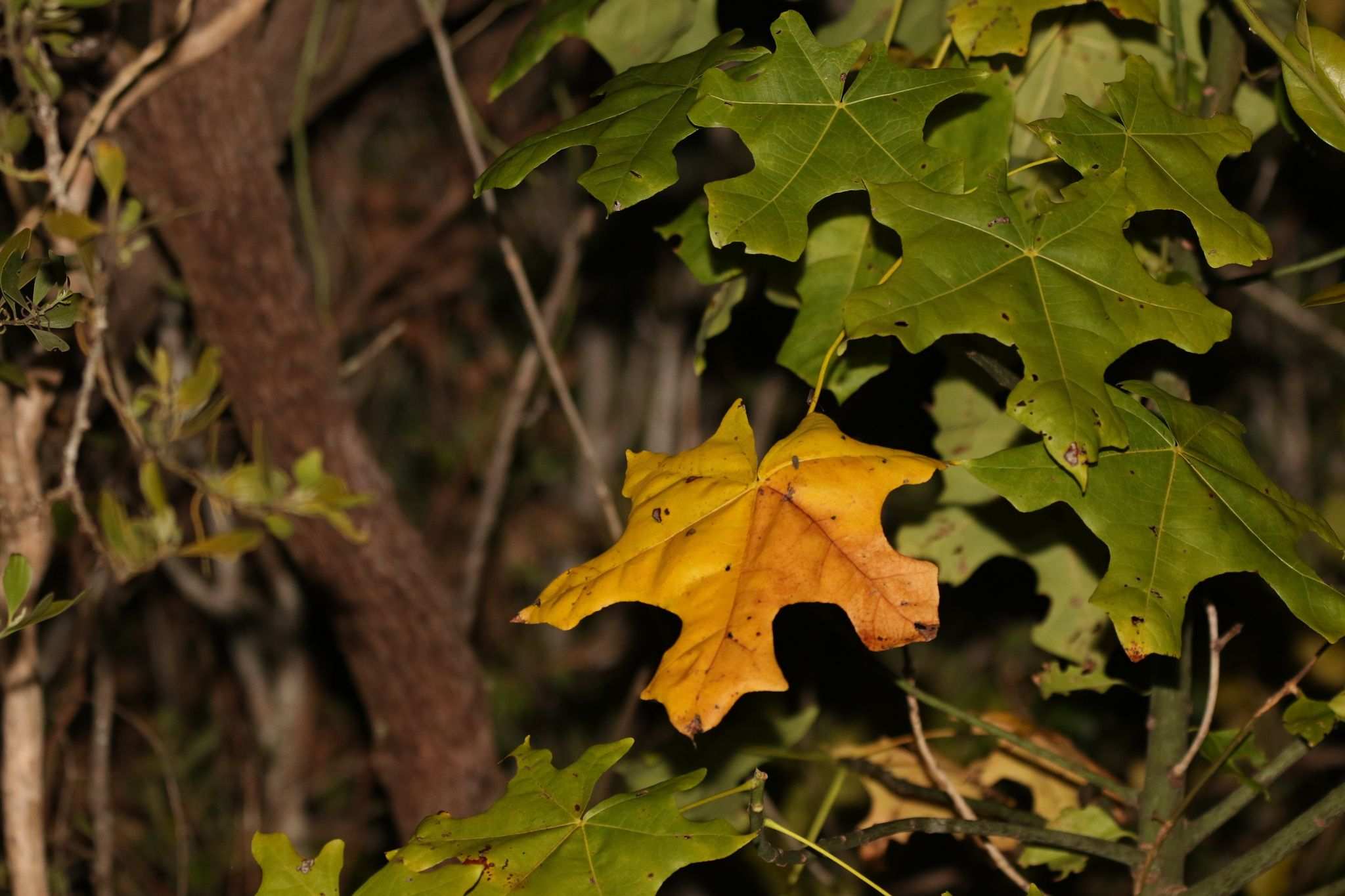 Brachychiton australis