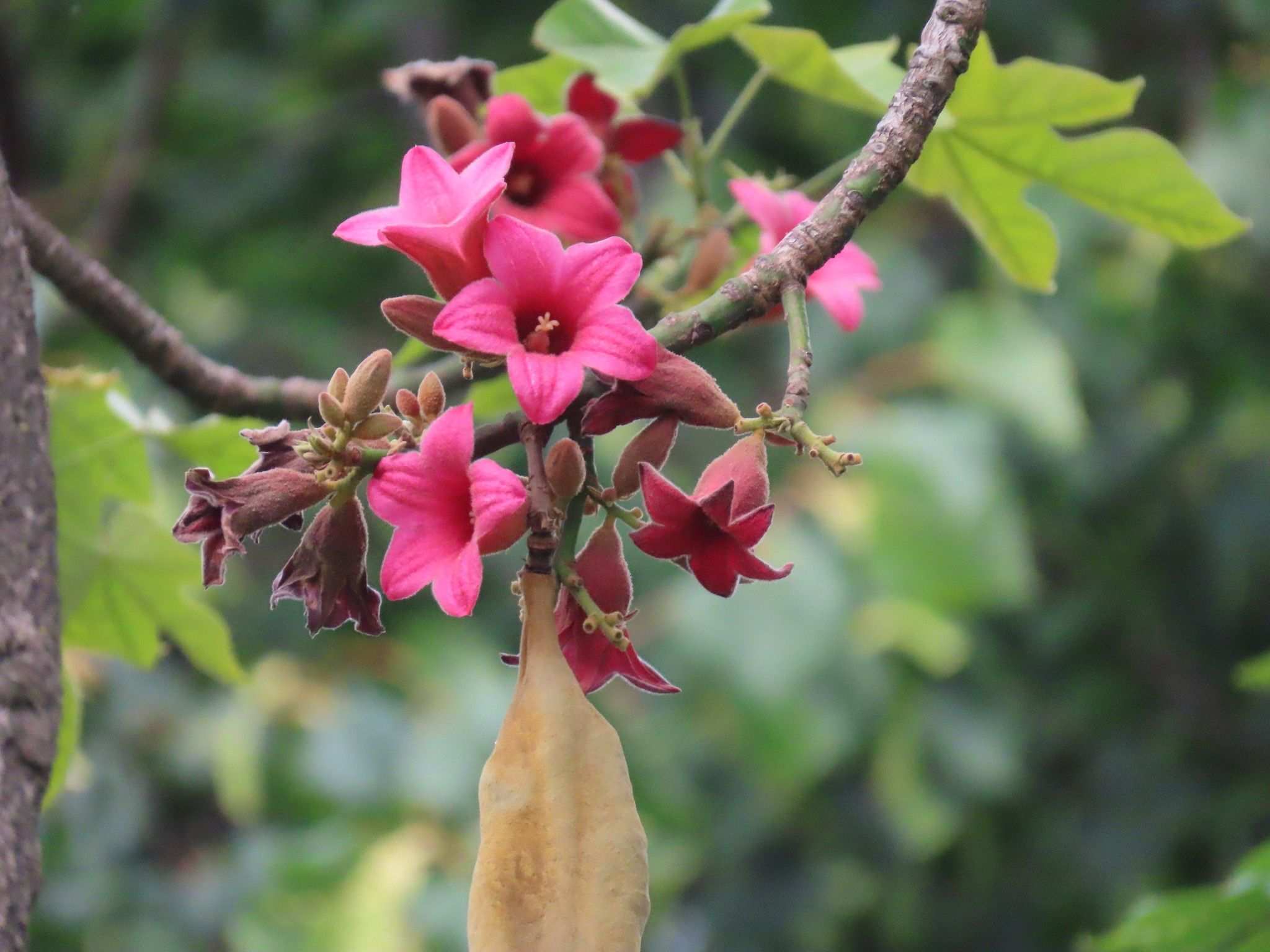 Brachychiton discolor