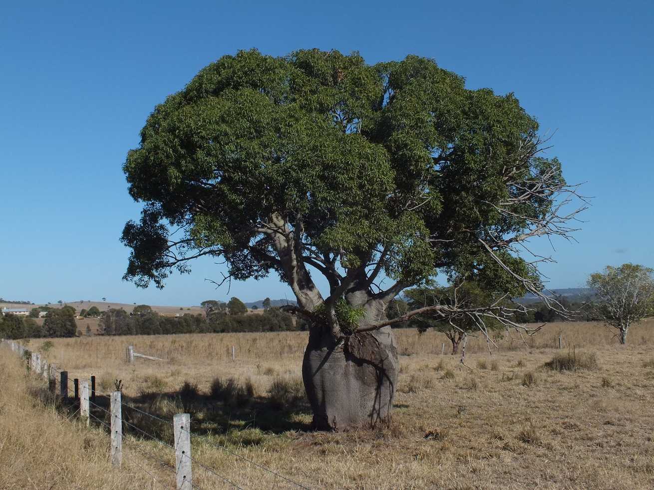 Brachychiton rupestris