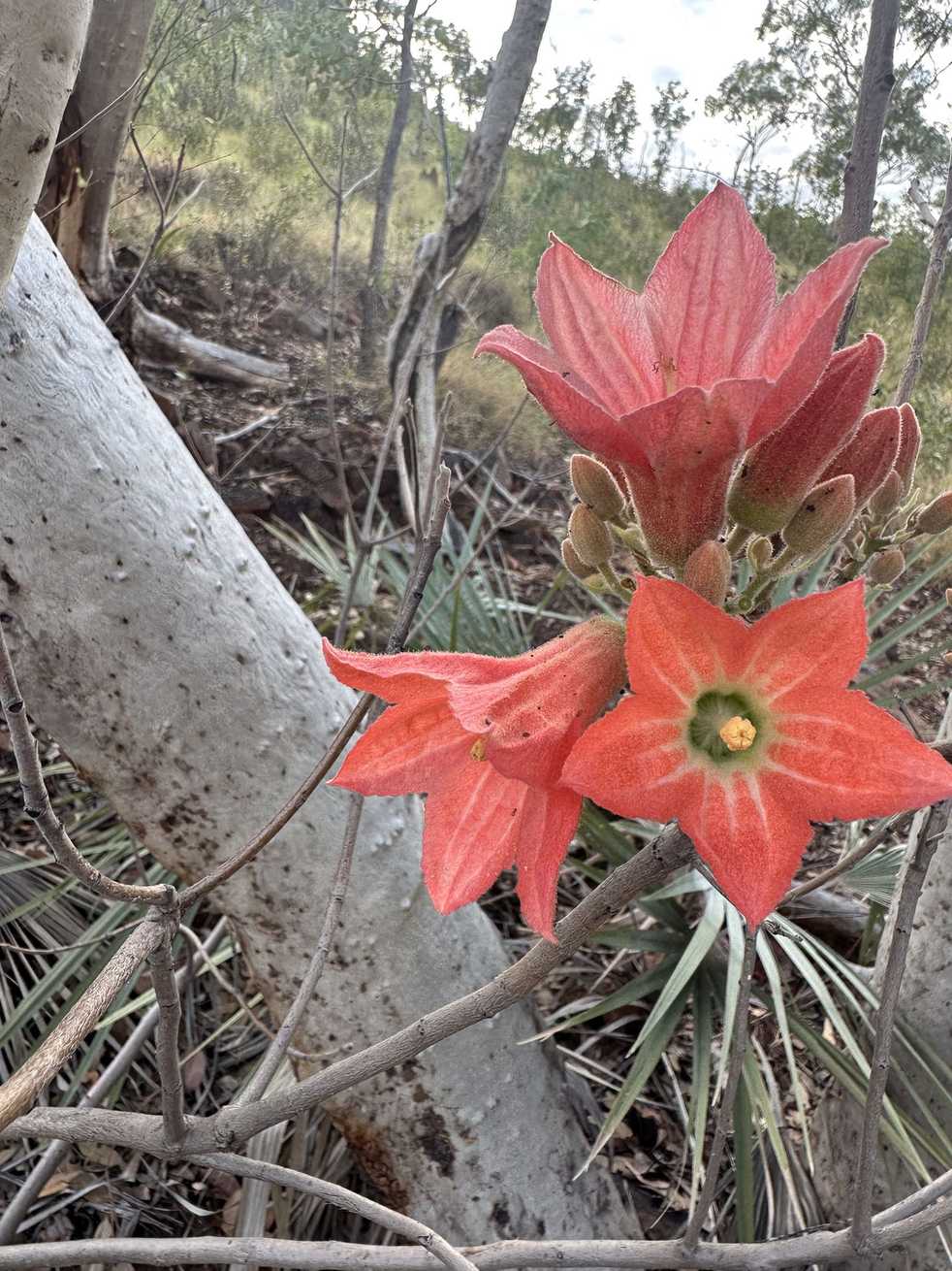 Brachychiton sp.
