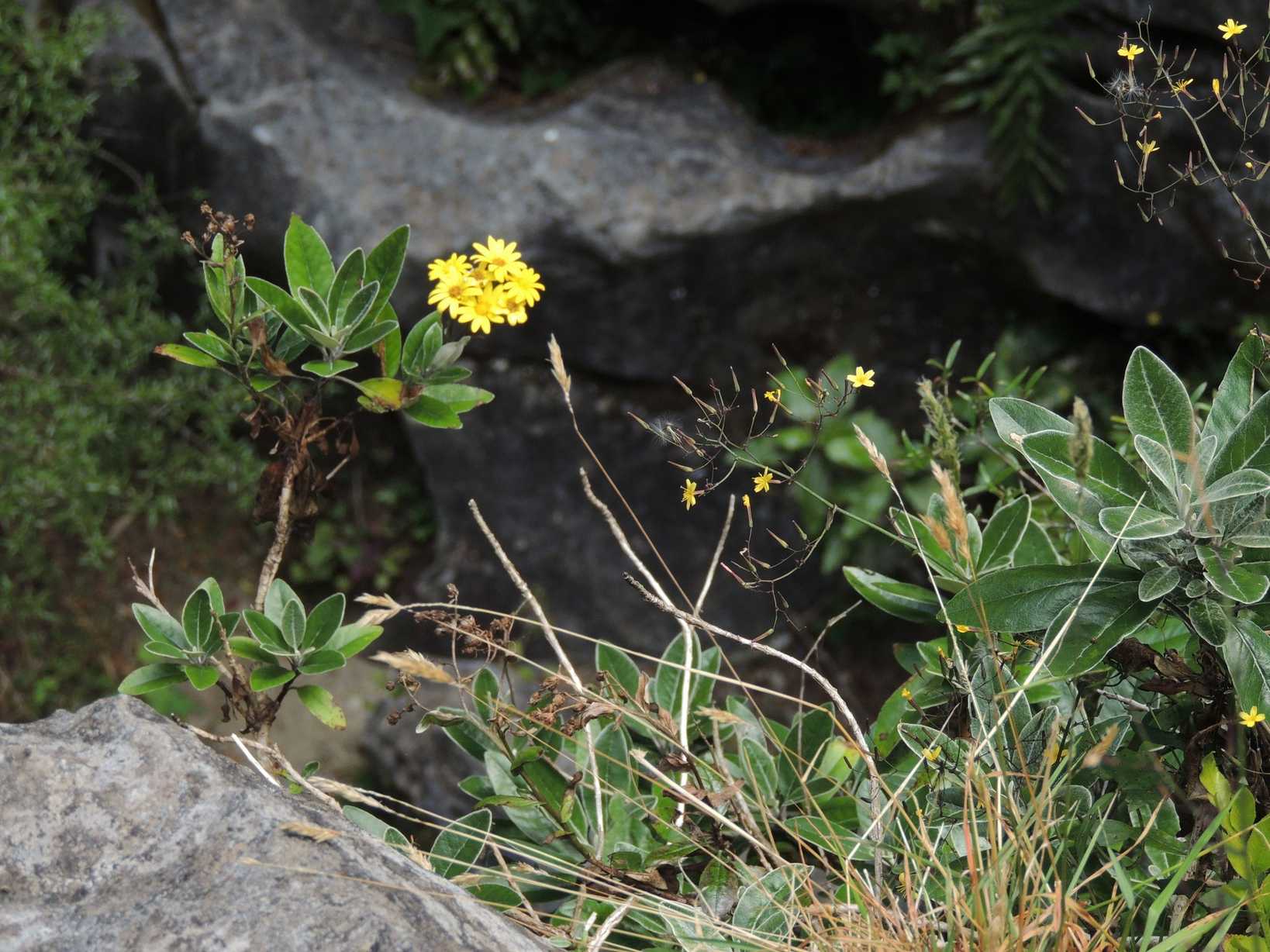 Brachyglottis greyi