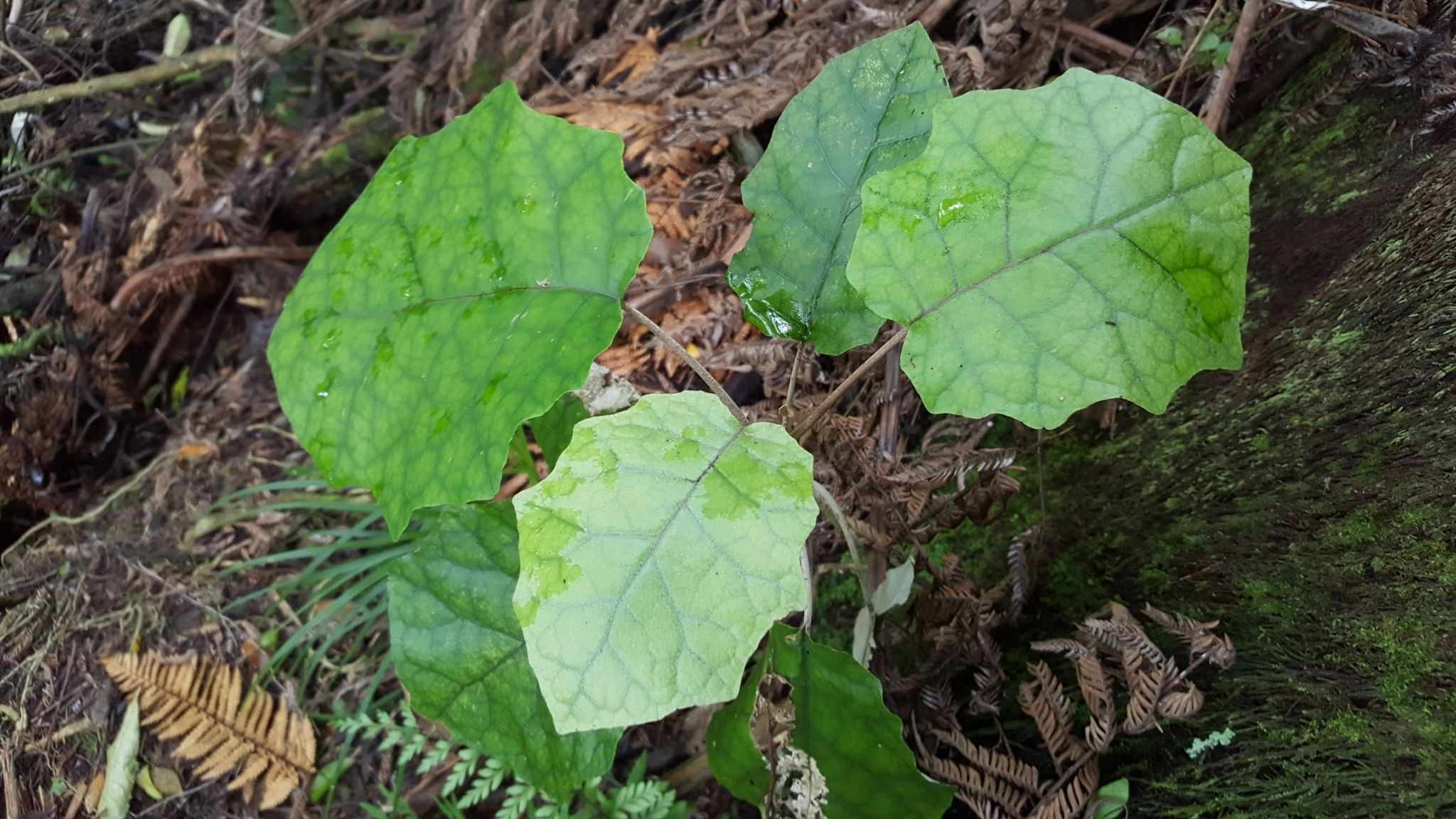 Brachyglottis repanda