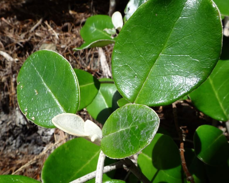 Brachyglottis rotundifolia