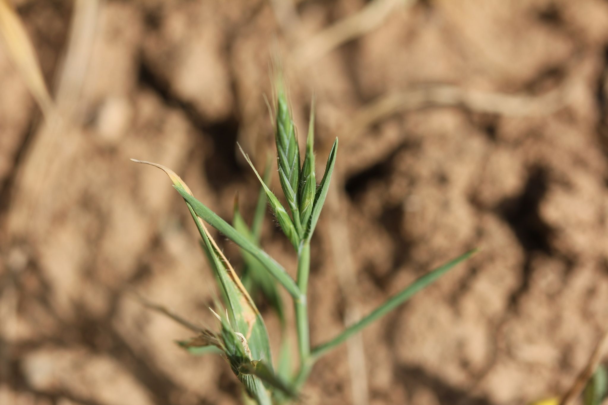 Brachypodium distachyon