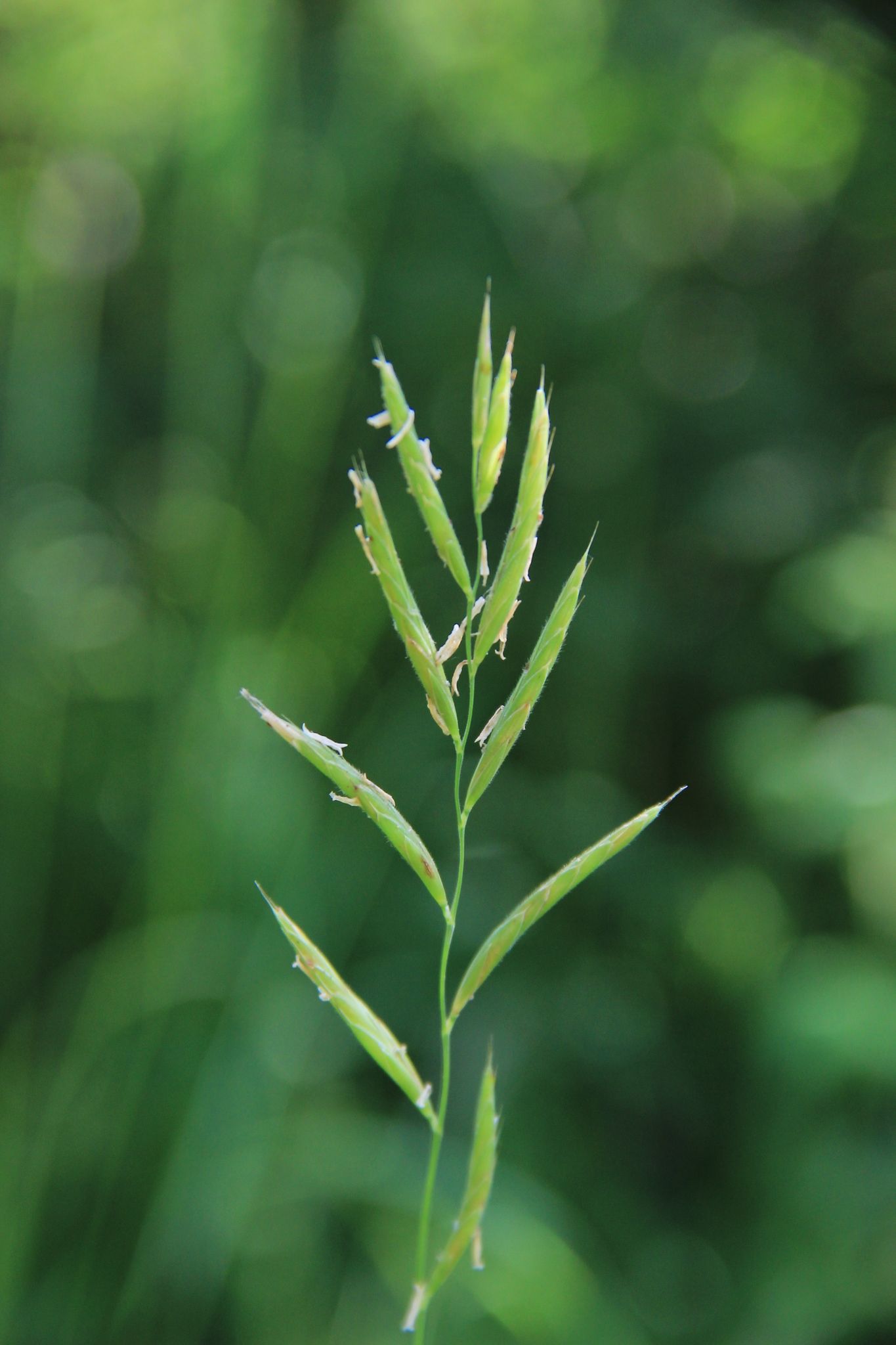 Brachypodium pinnatum