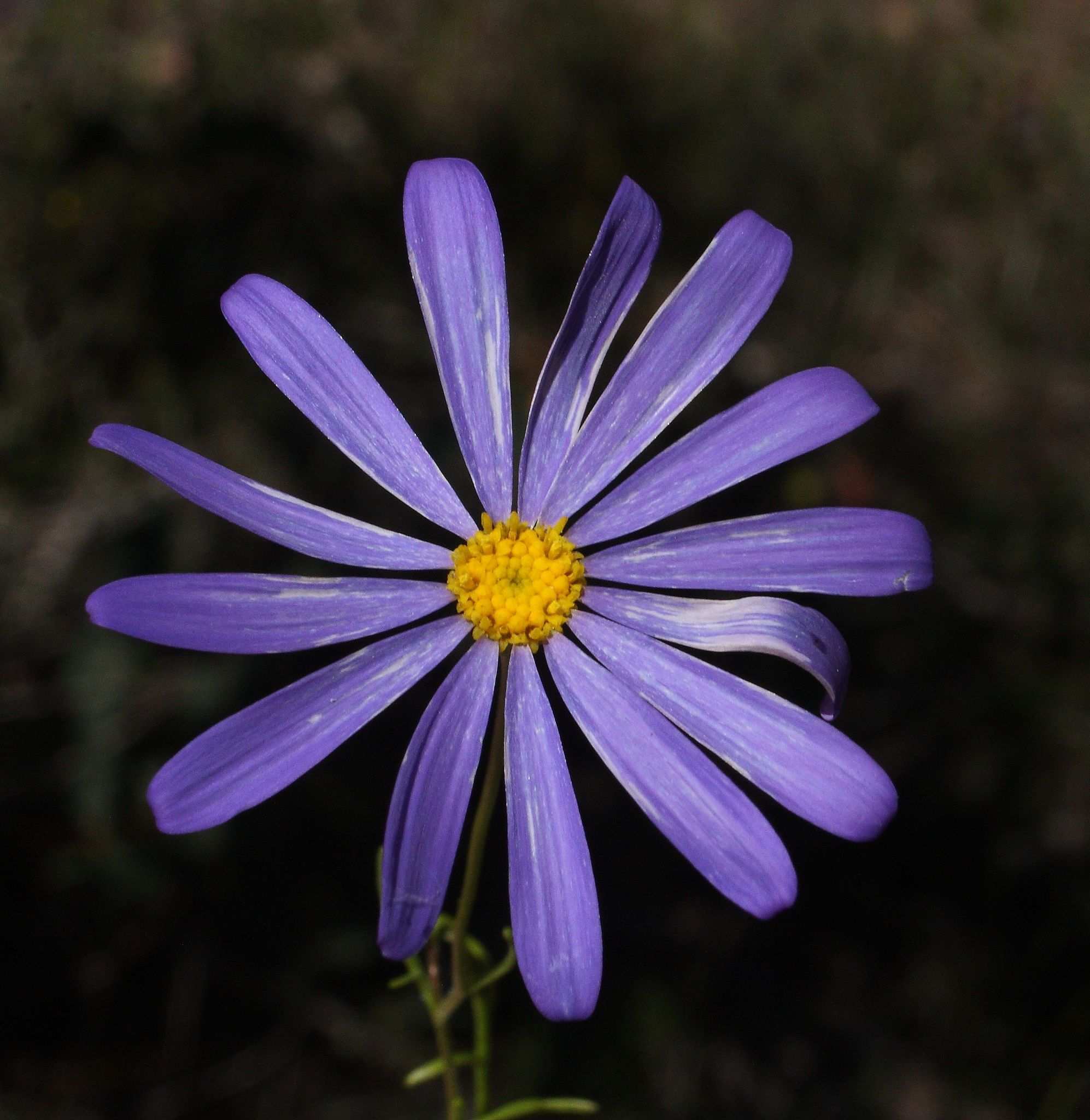 Brachyscome iberidifolia