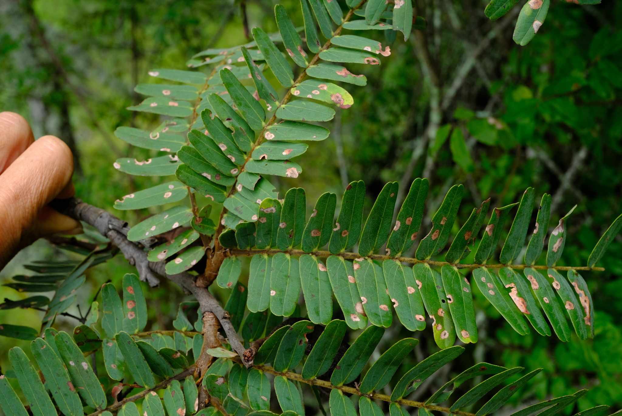 Brachystegia boehmii
