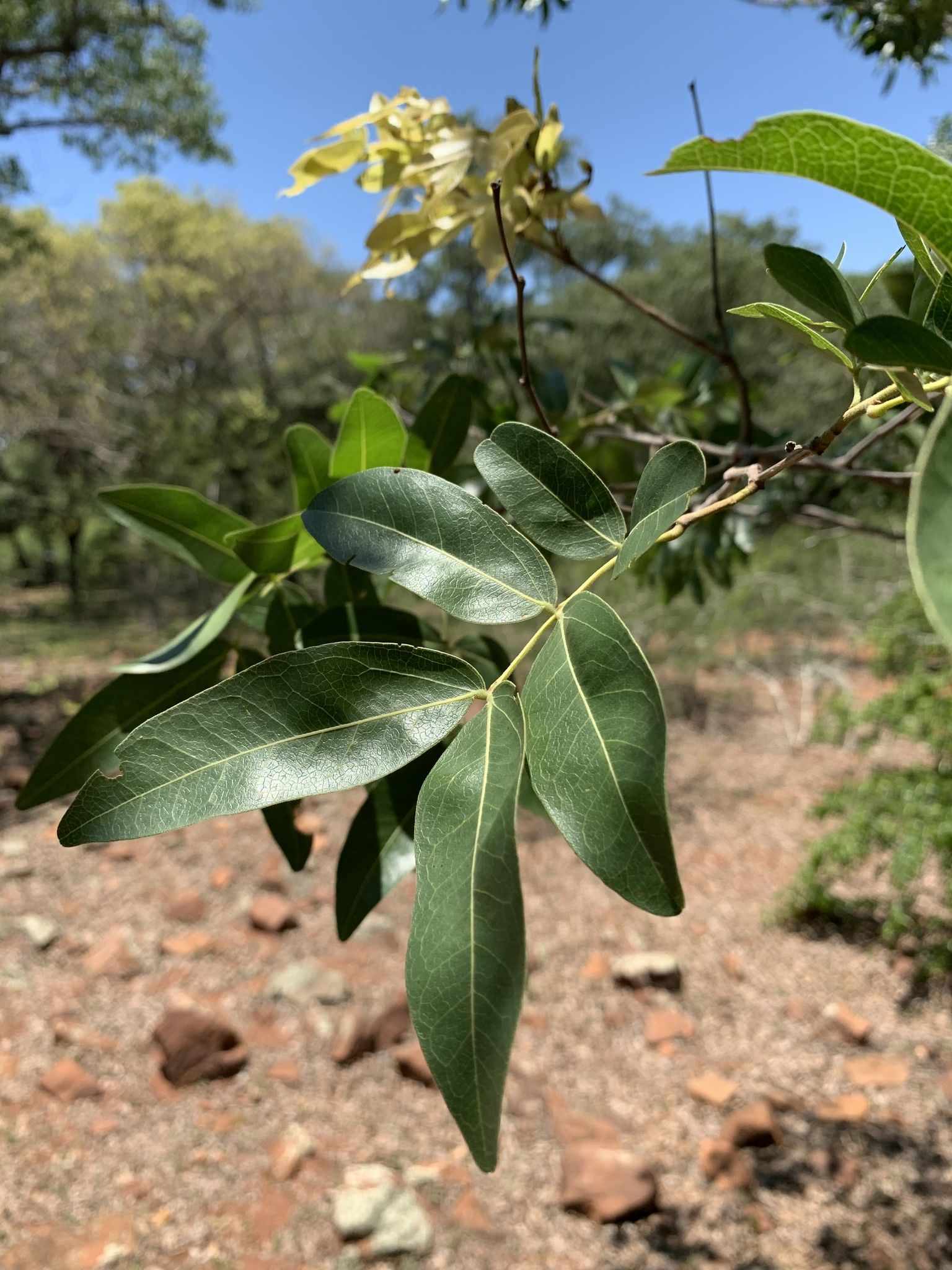 Brachystegia spiciformis