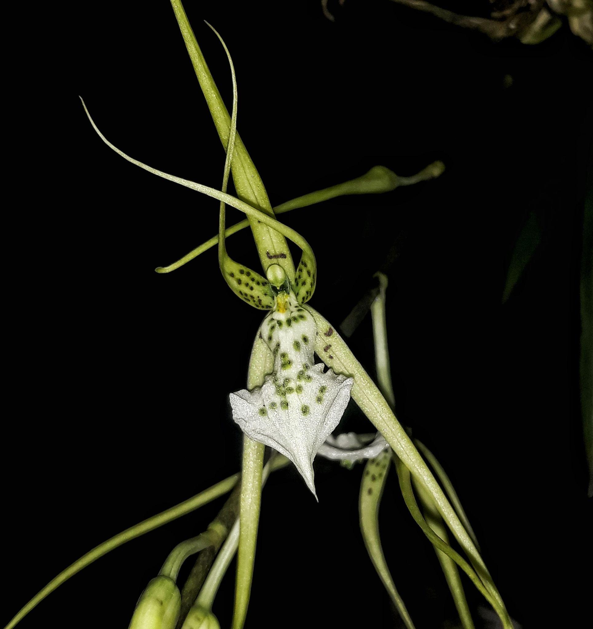 Brassia