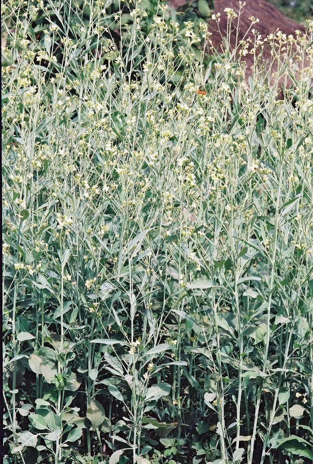 Brassica carinata