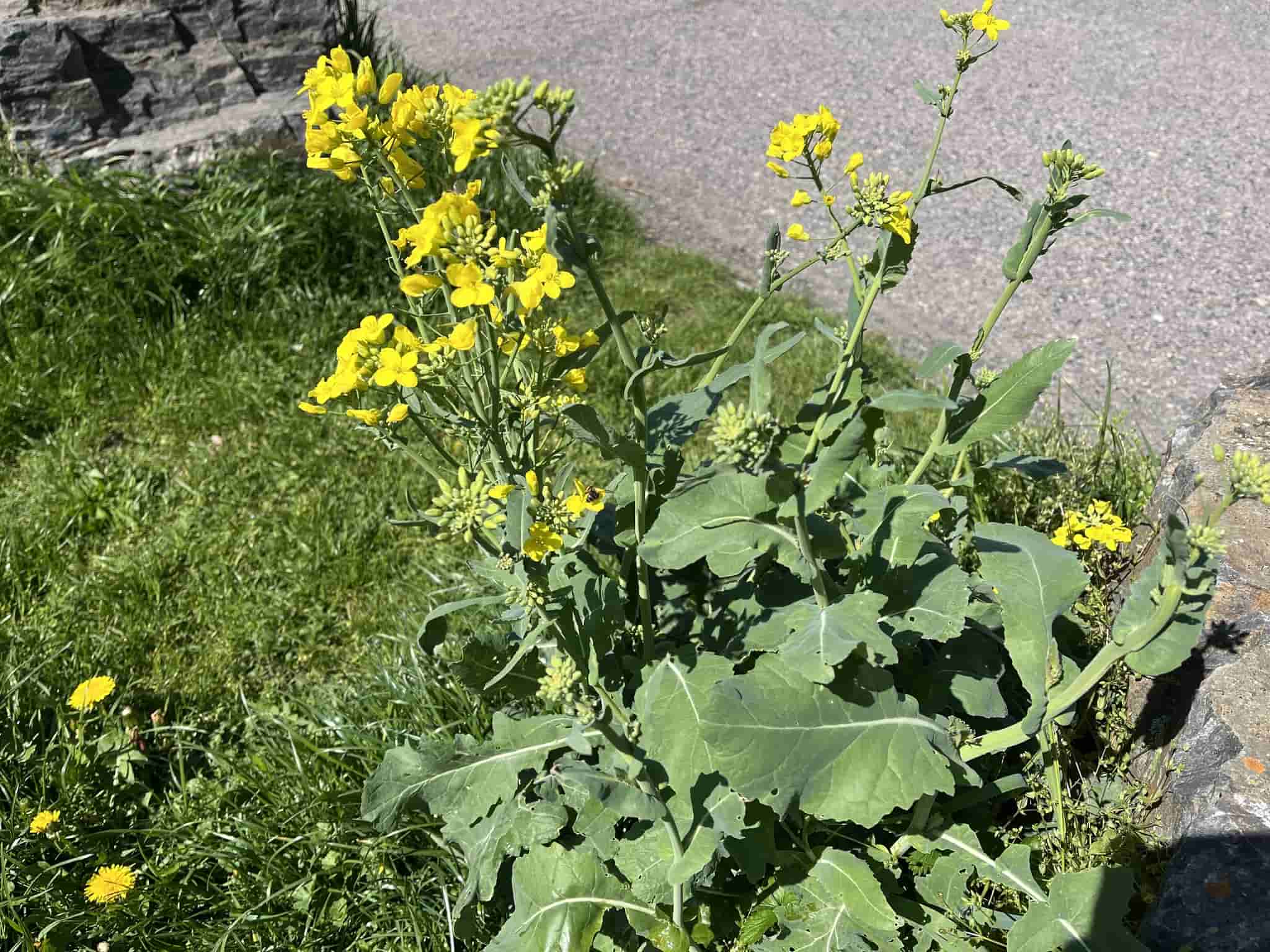 Brassica napus