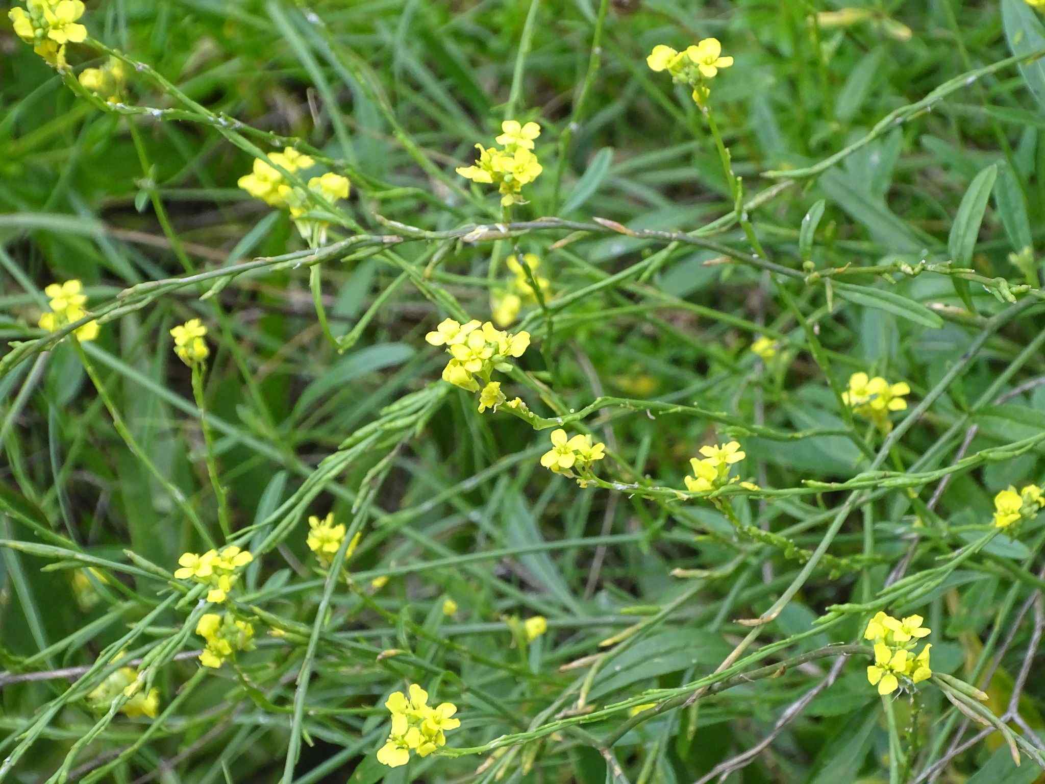 Brassica nigra
