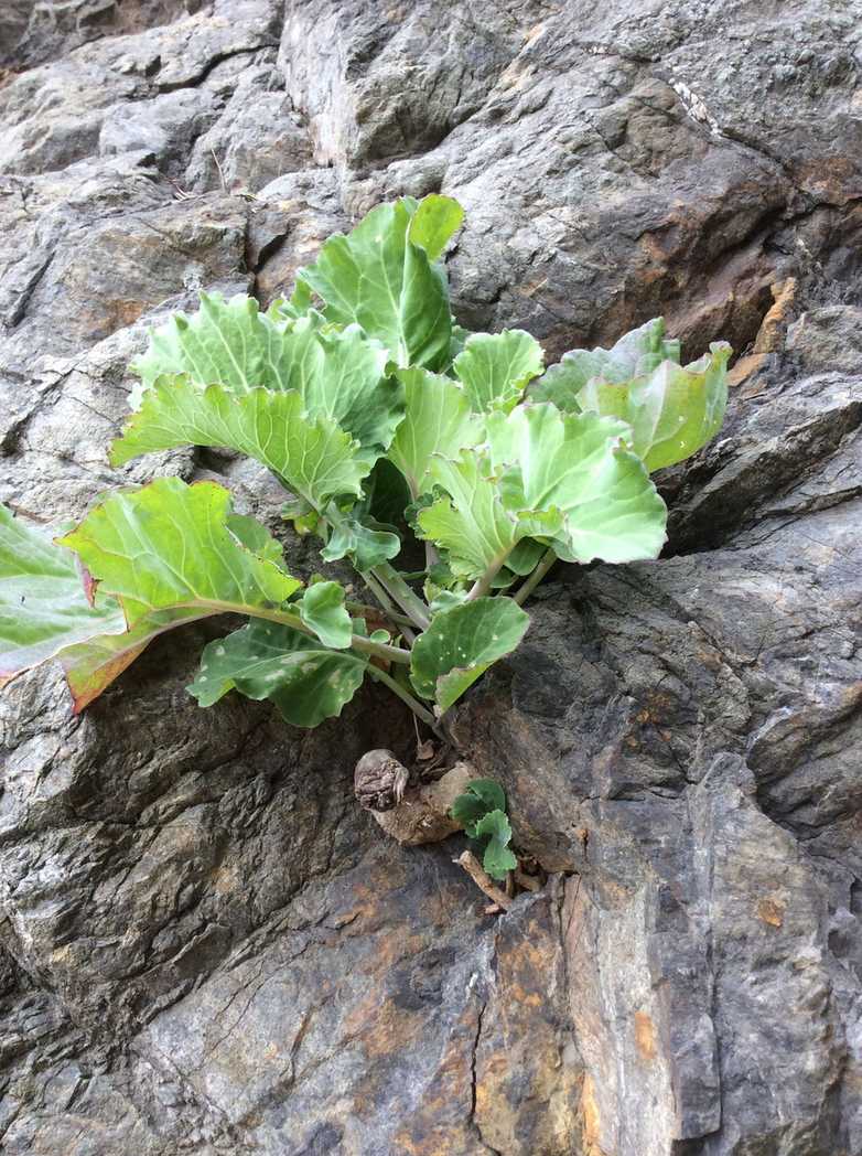 Brassica oleracea