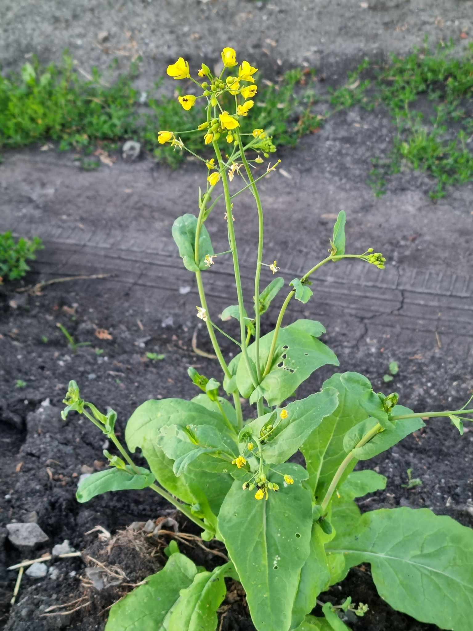 Brassica sp.