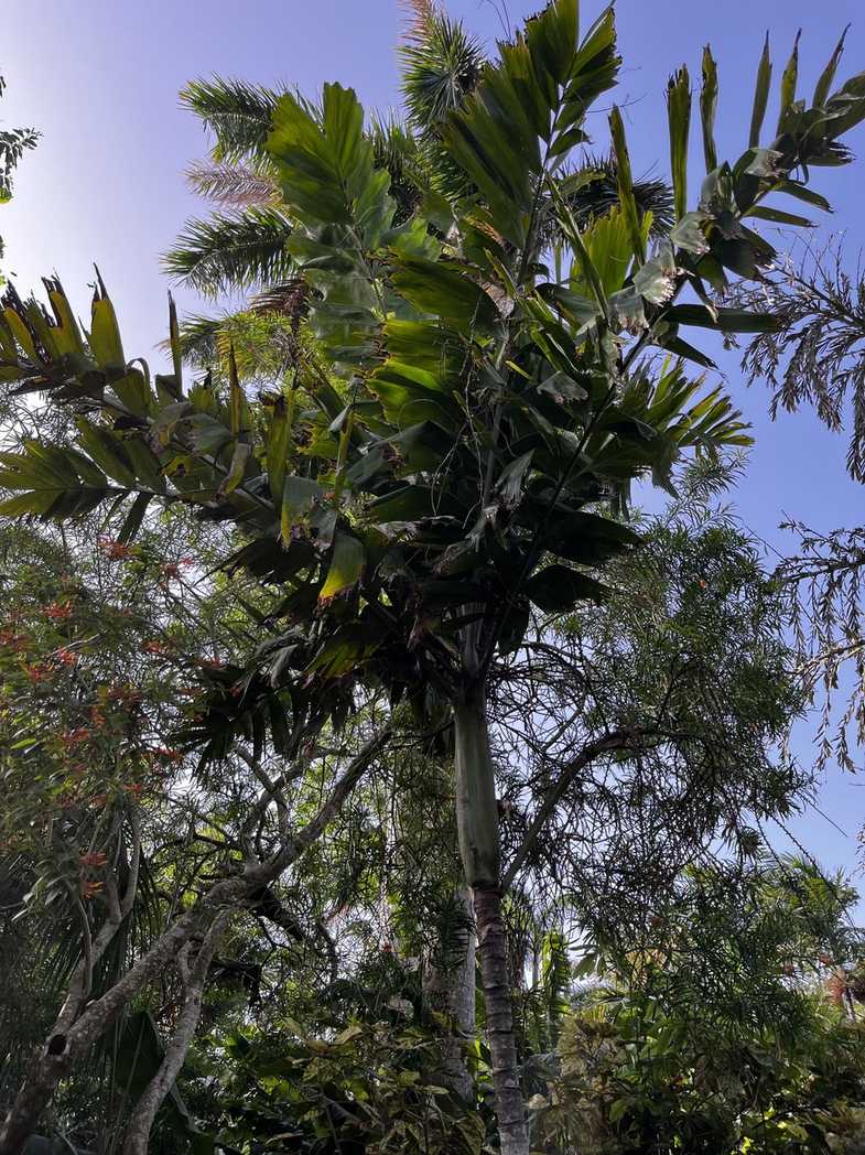 Brassiophoenix drymophloeoides