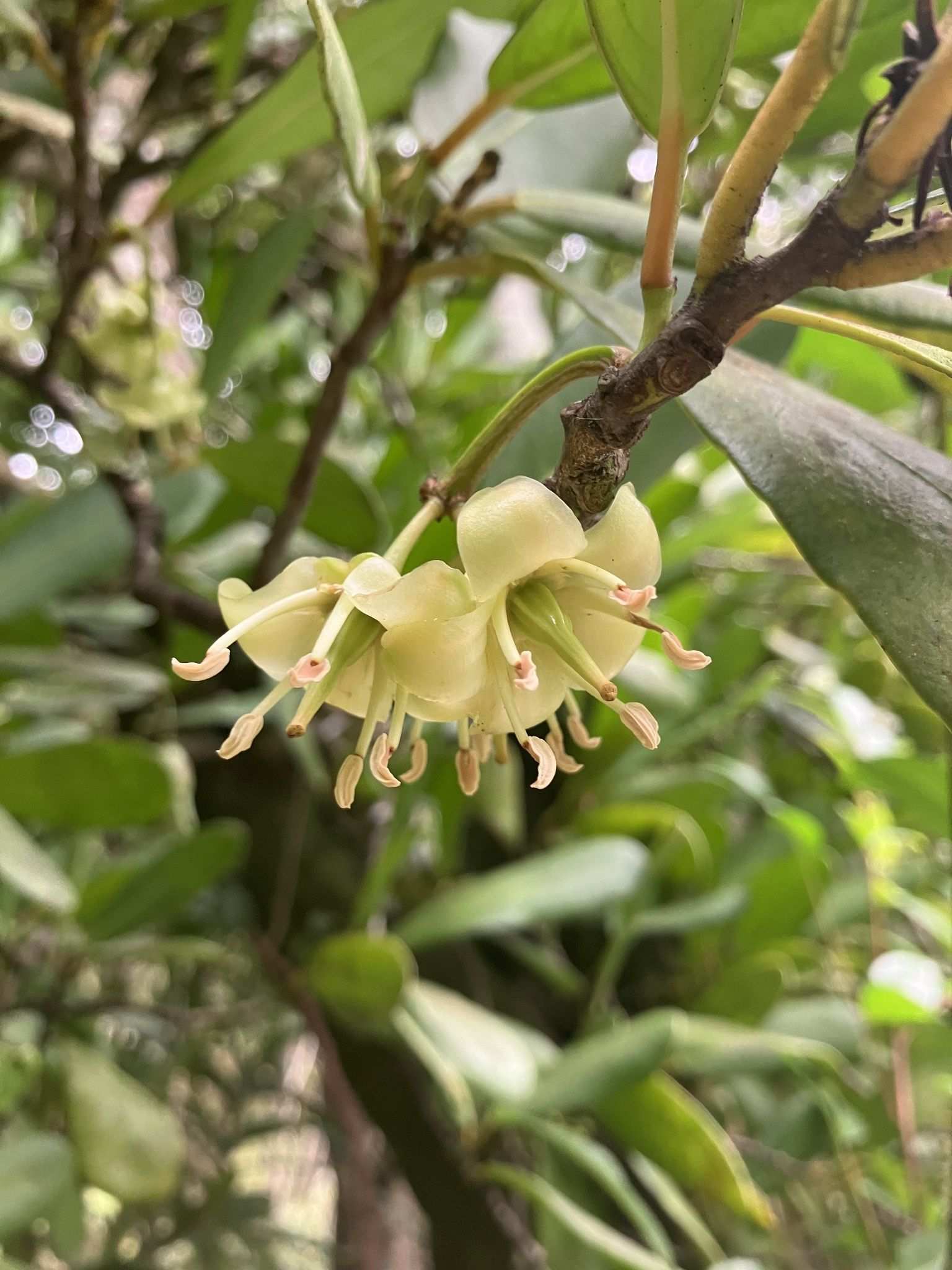 Brexia madagascariensis