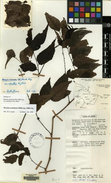 Breynia racemosa