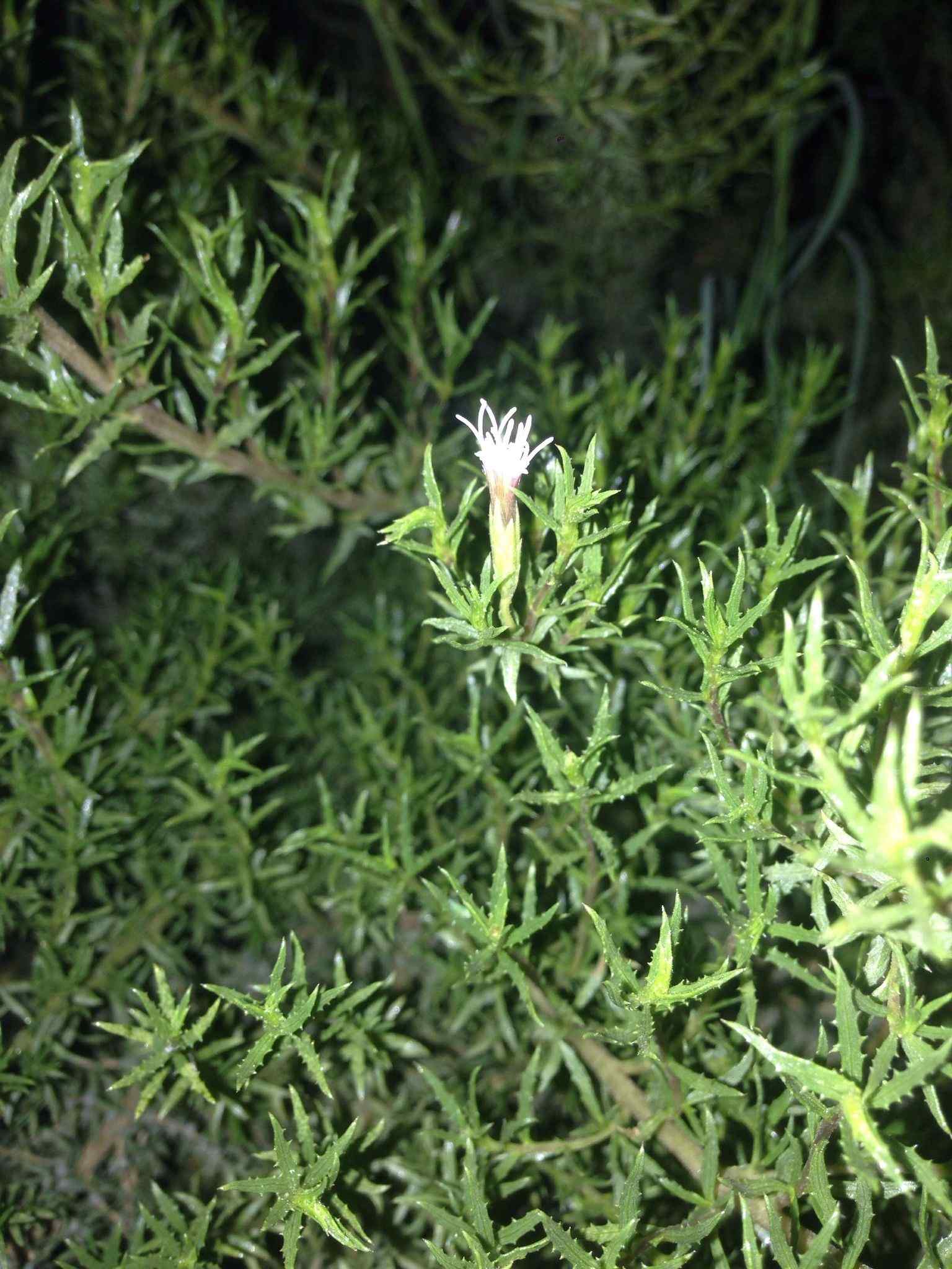 Brickellia sp.