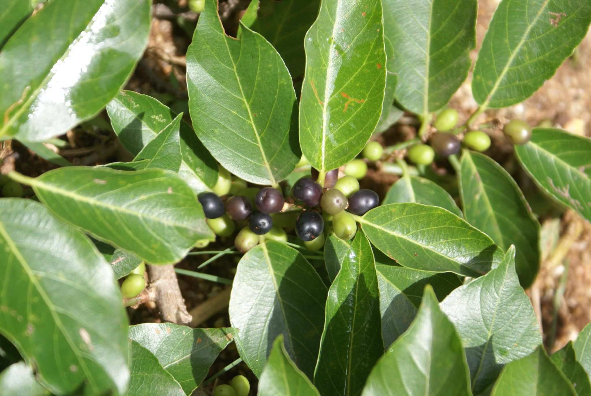 Bridelia micrantha