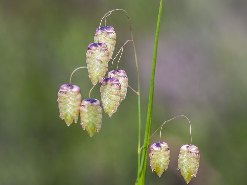 Briza maxima