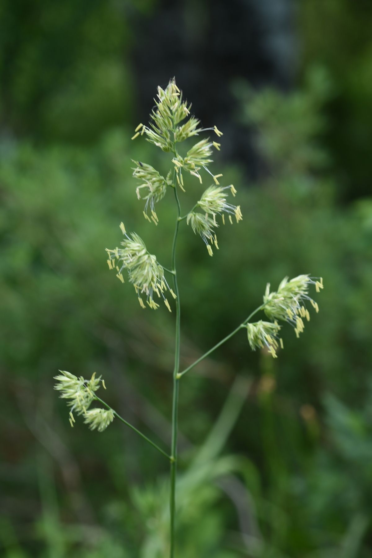 Bromus