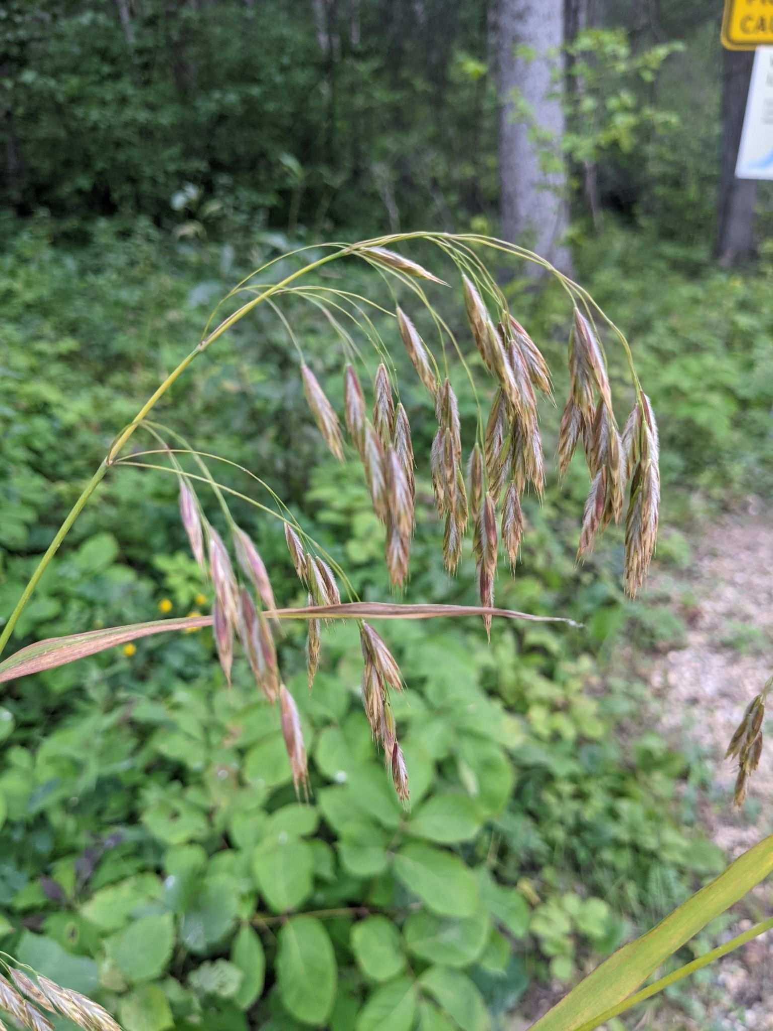 Bromus ciliatus