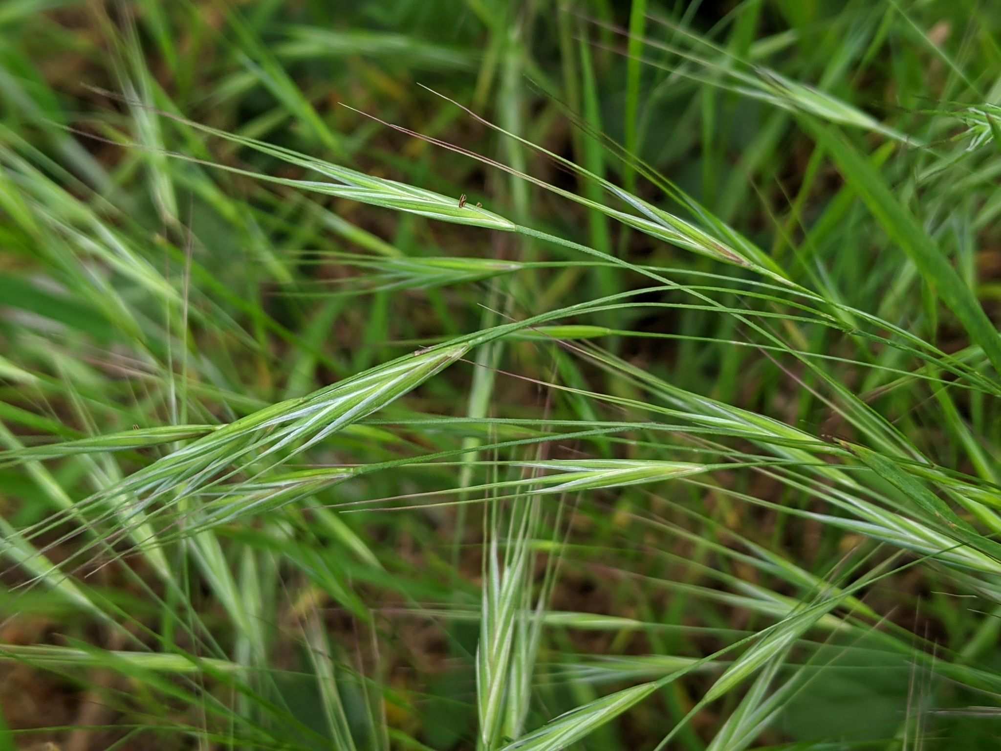 Bromus diandrus