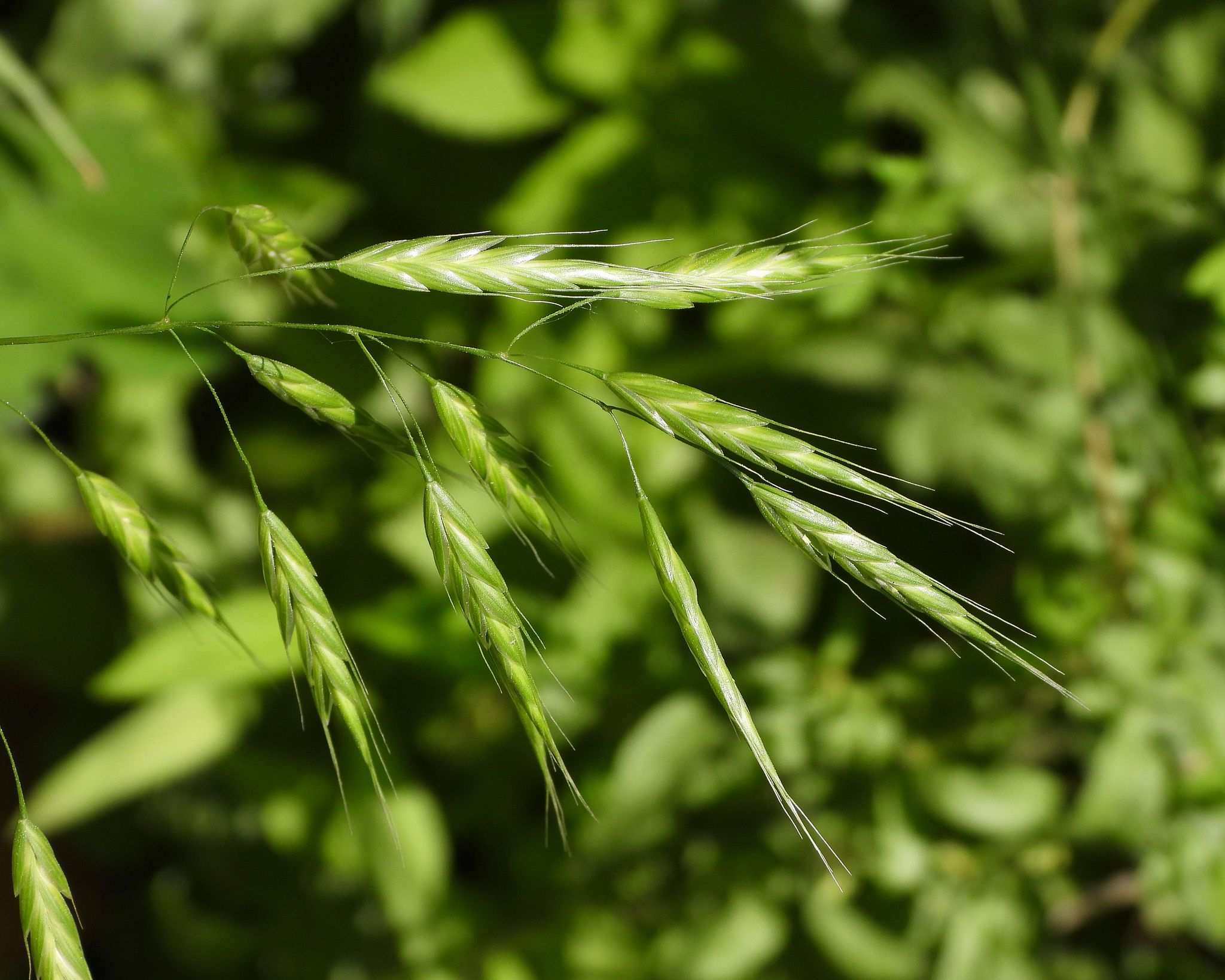 Bromus japonicus