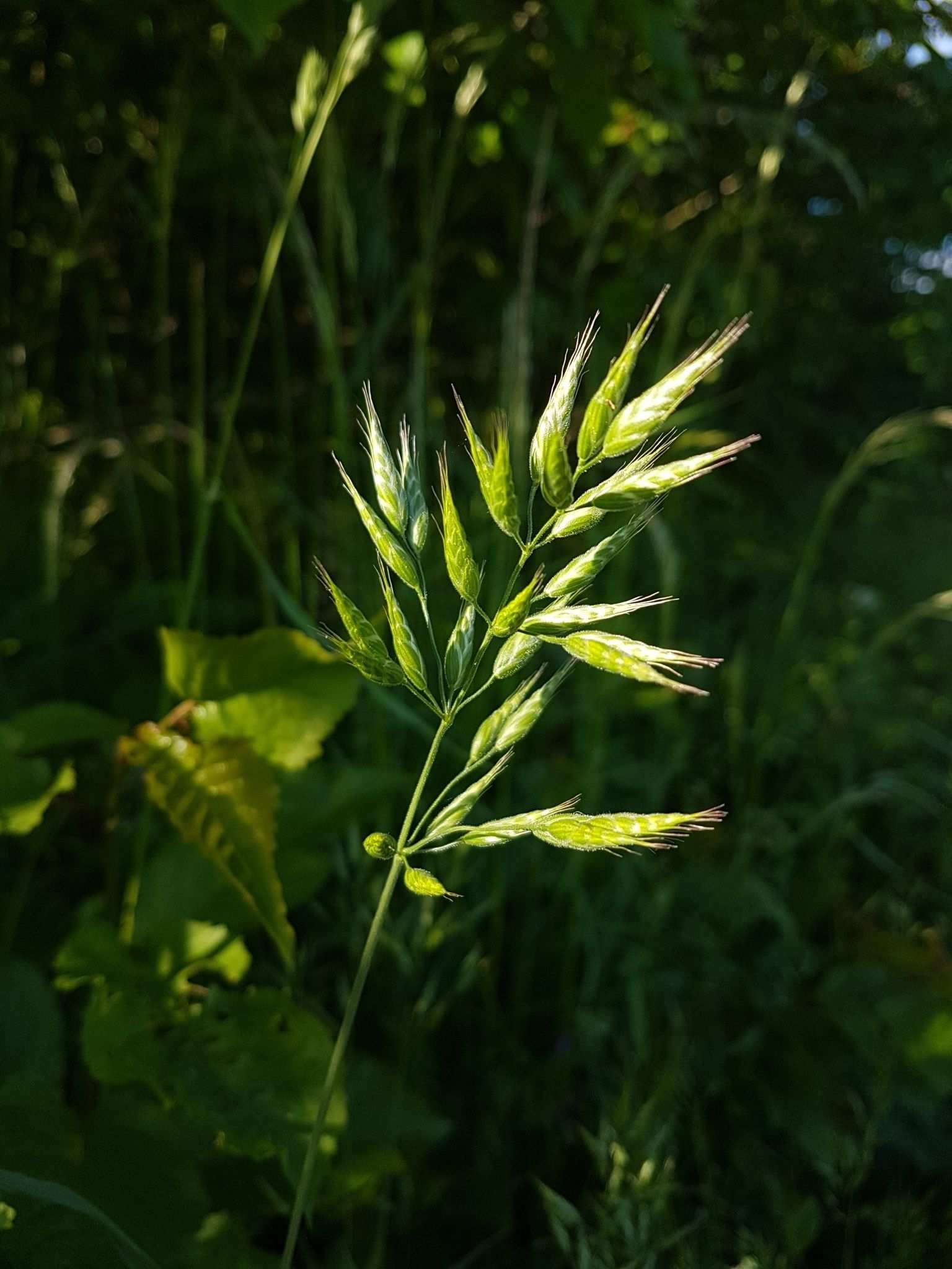 Bromus secalinus